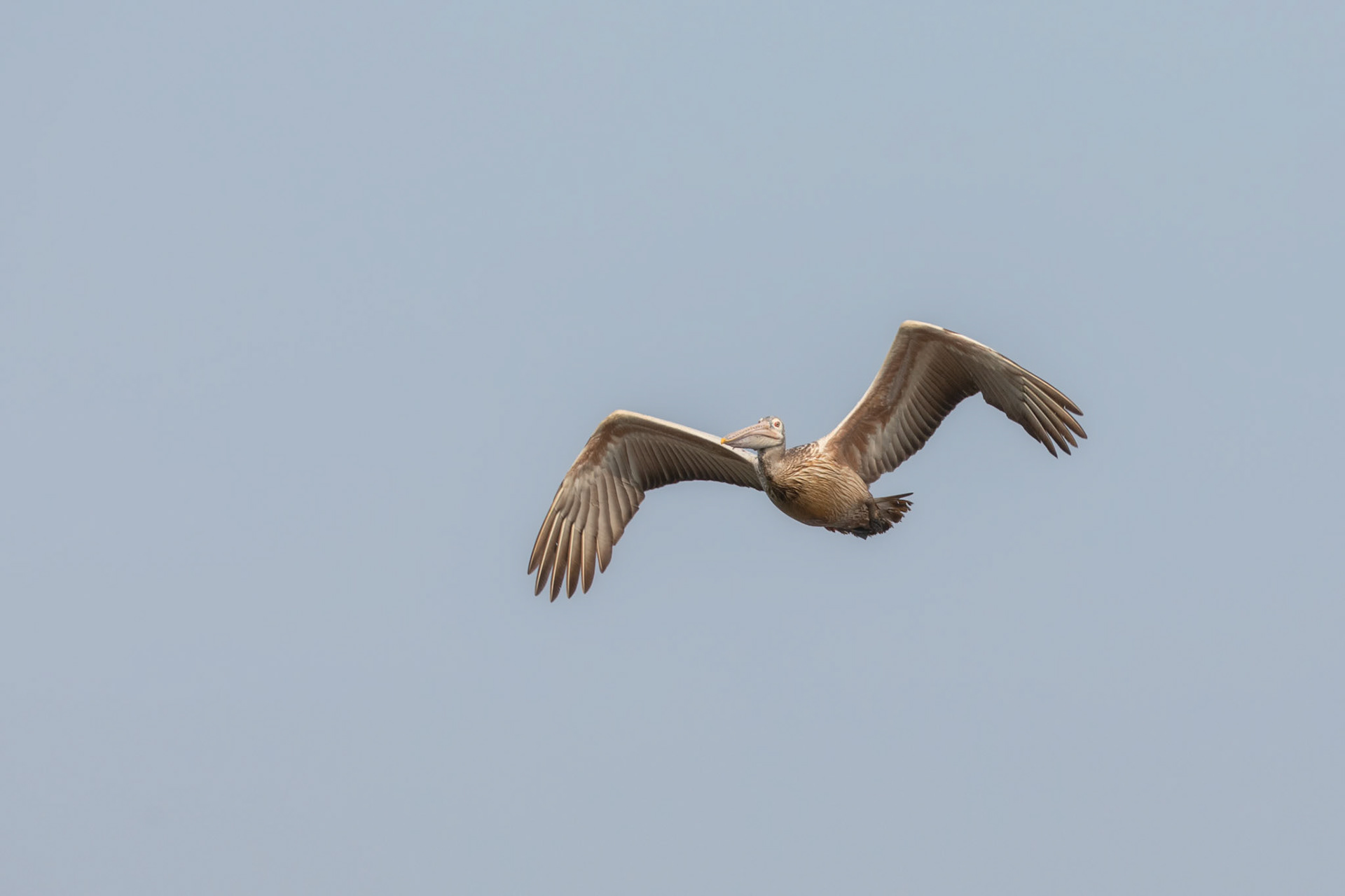 spot-billed pelican