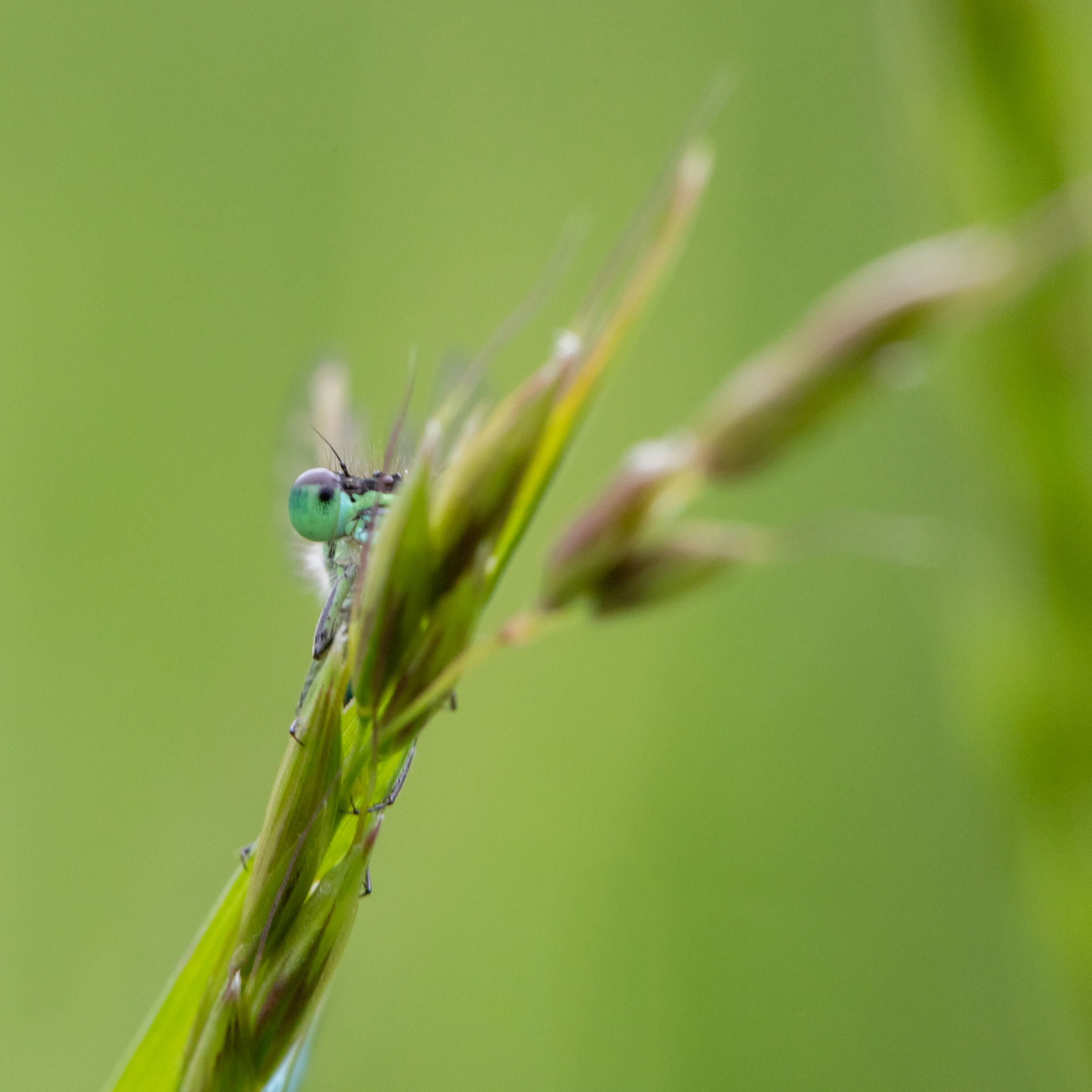 common blue damselfly