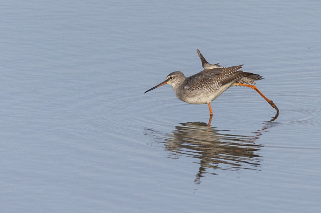 spotted redshank