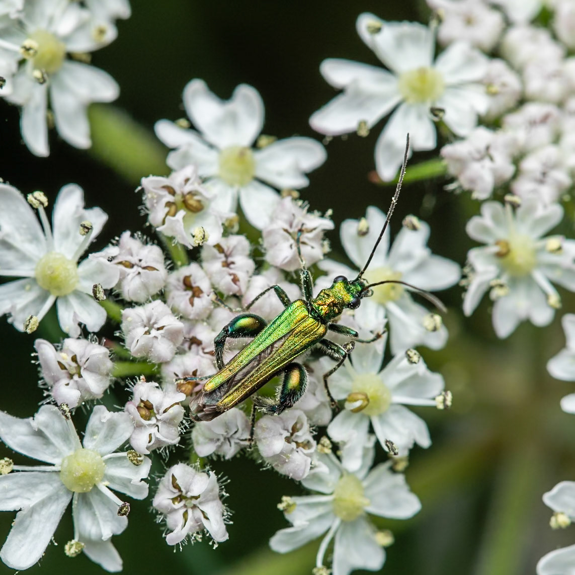 swollen-thighed beetle