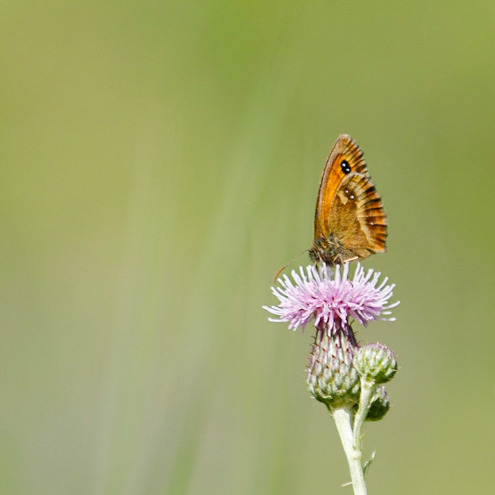 gatekeeper butterfly