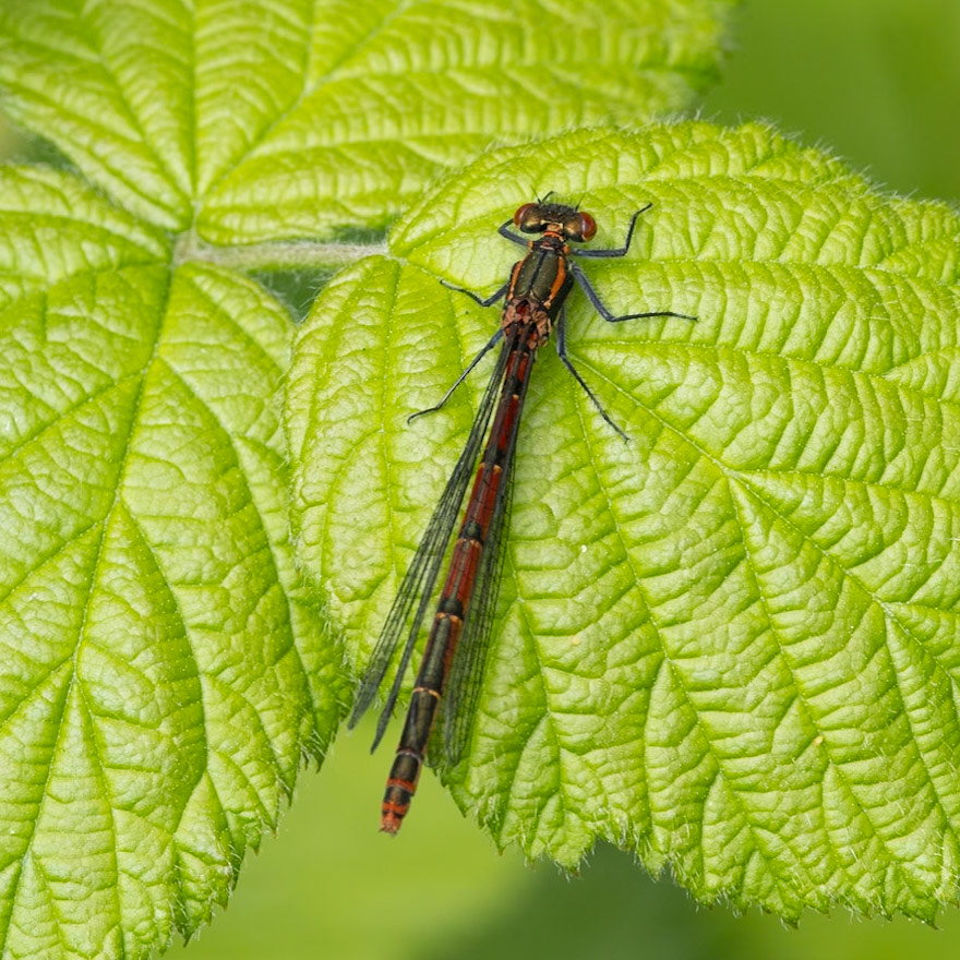 large red damselfly