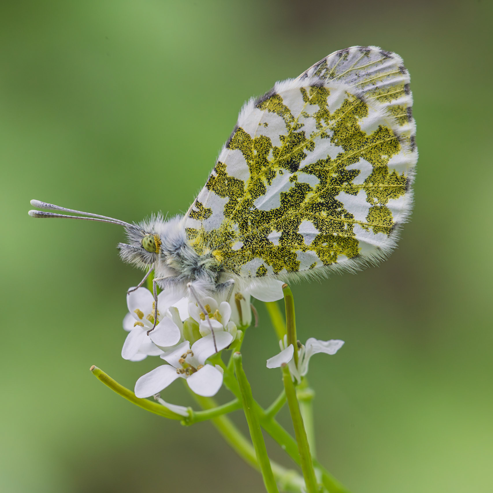 orange tip butterfly ♀