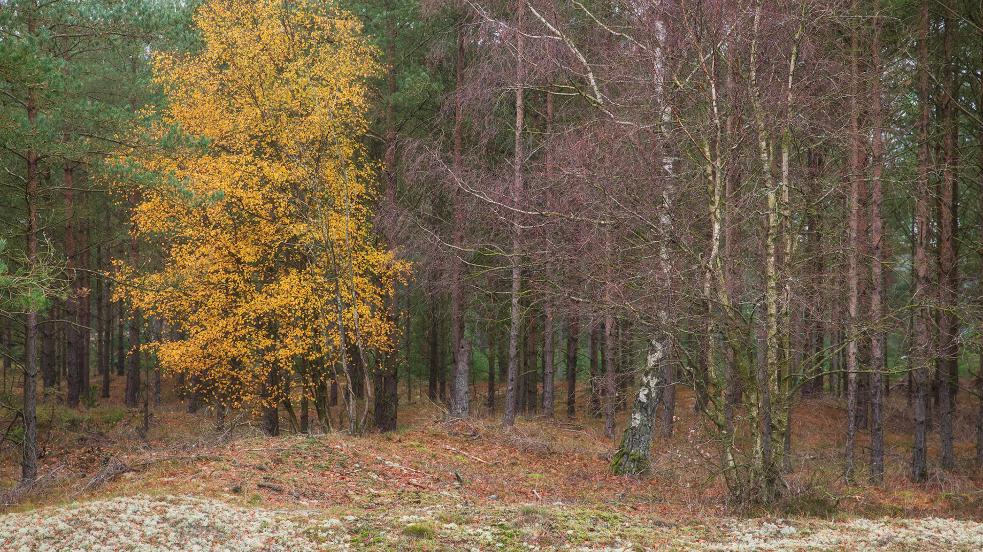Ho, Denmark. November 2018