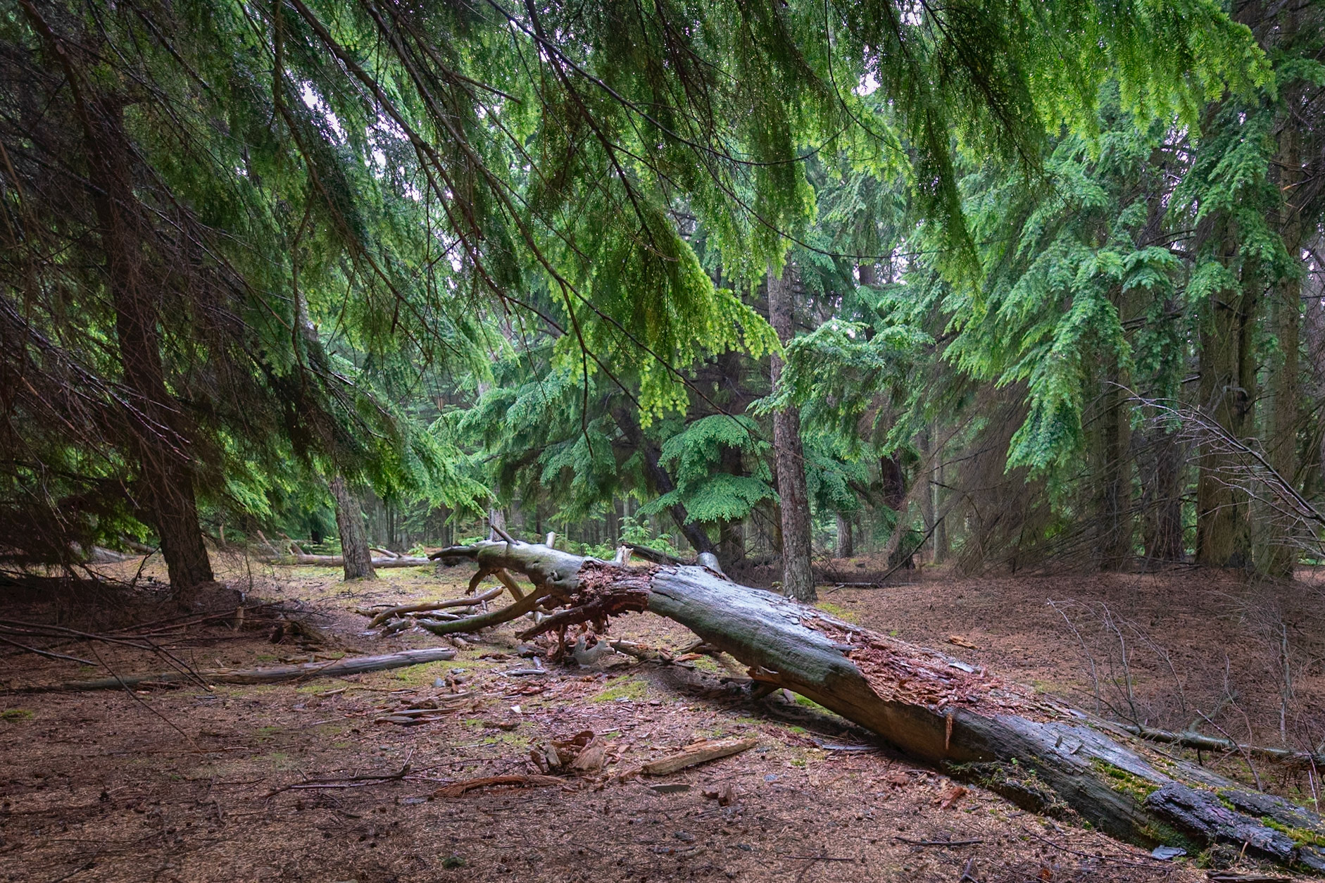 Mærbek Plantage. June, 2018