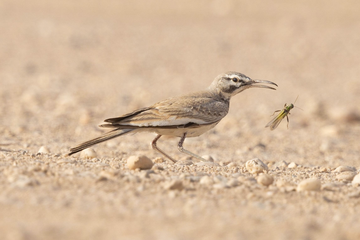 greater hoopoe-lark