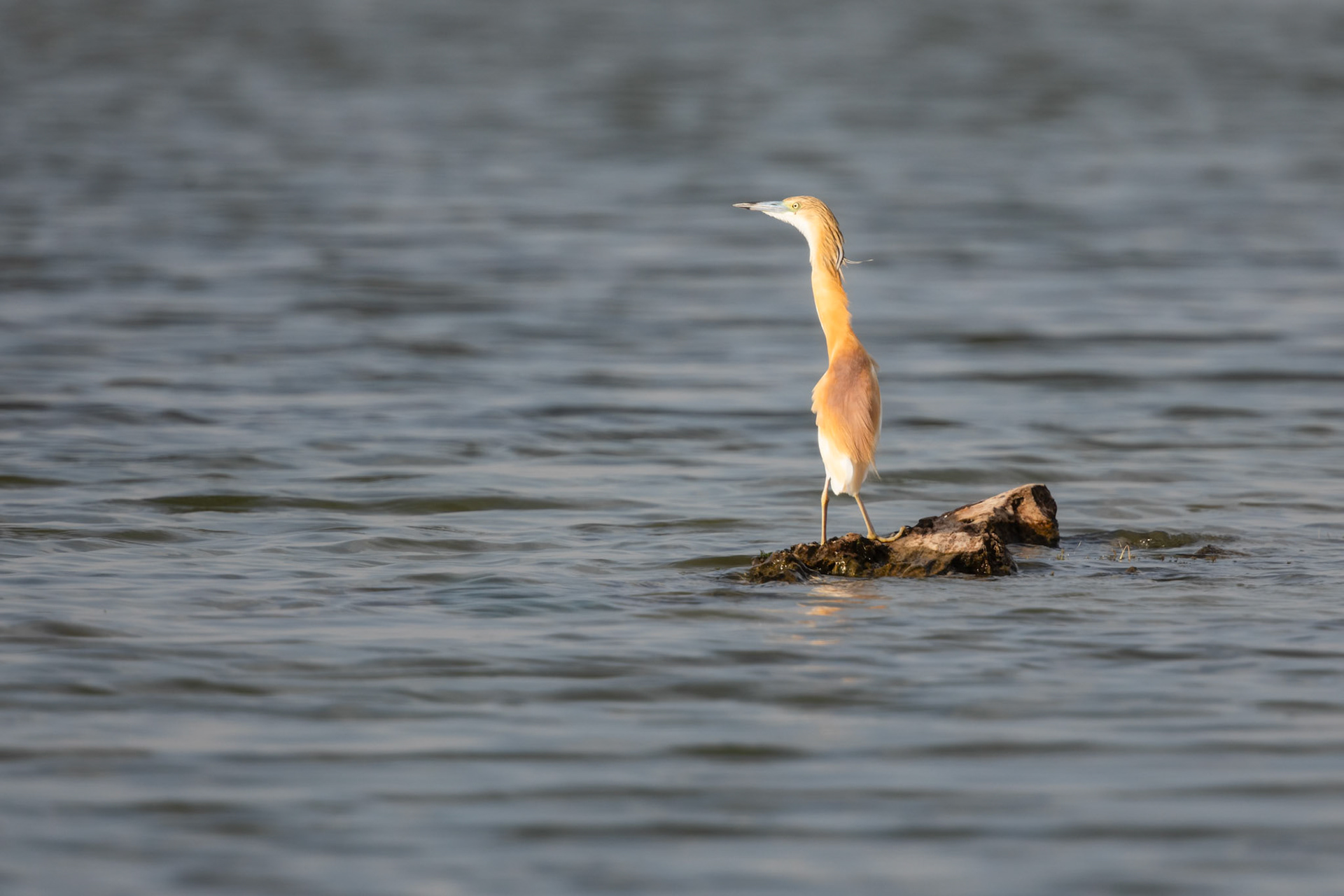 squacco heron
