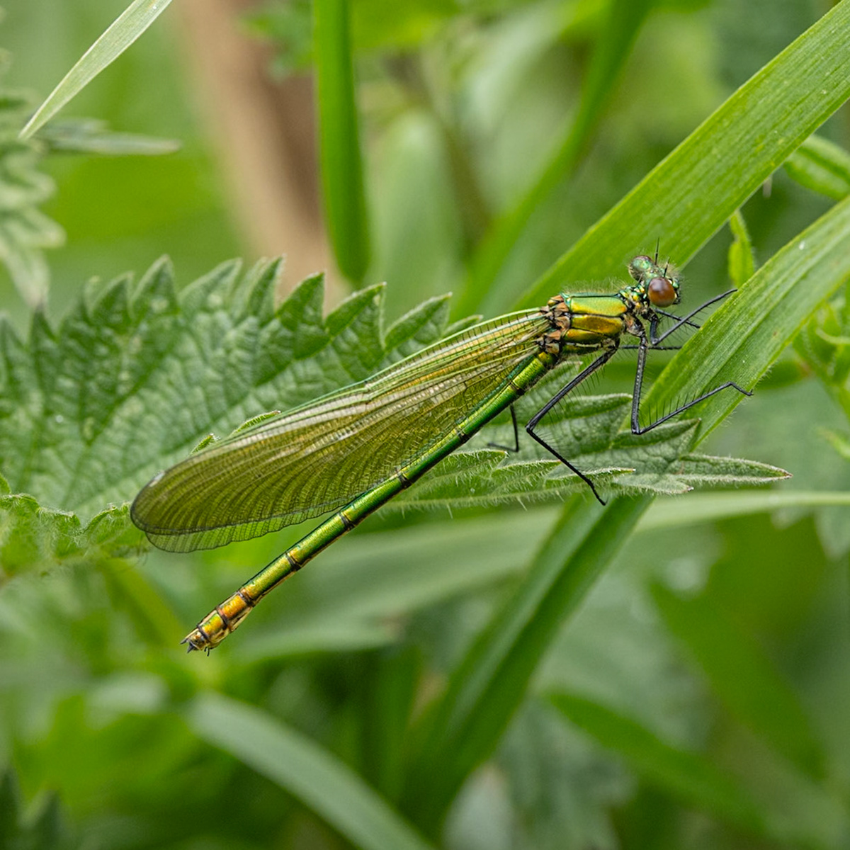 banded demoiselle ♀