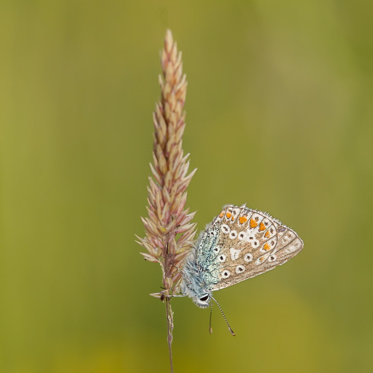 common blue butterfly