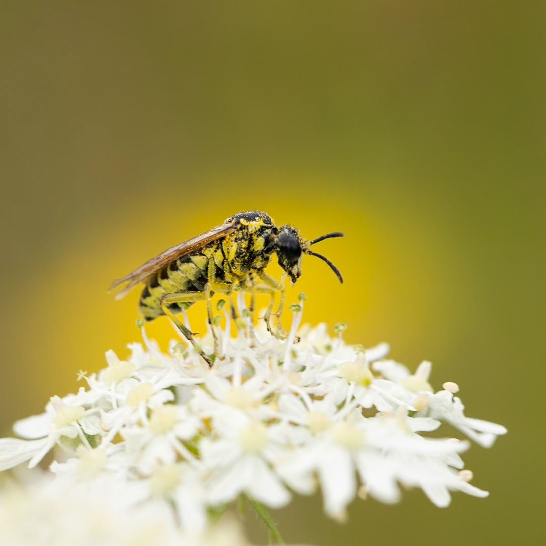 Broad Bar Clover Sawfly