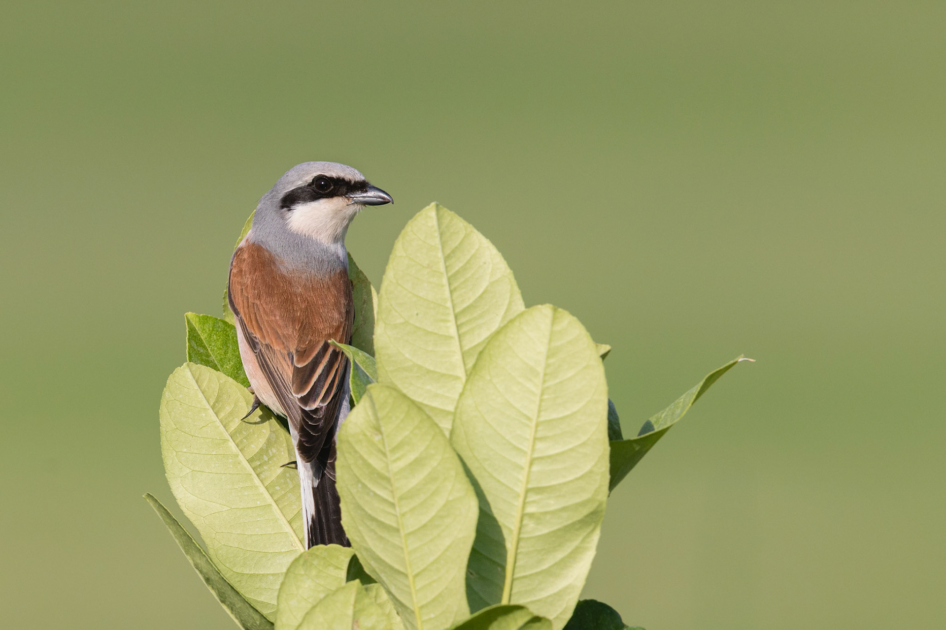 red-backed shrike