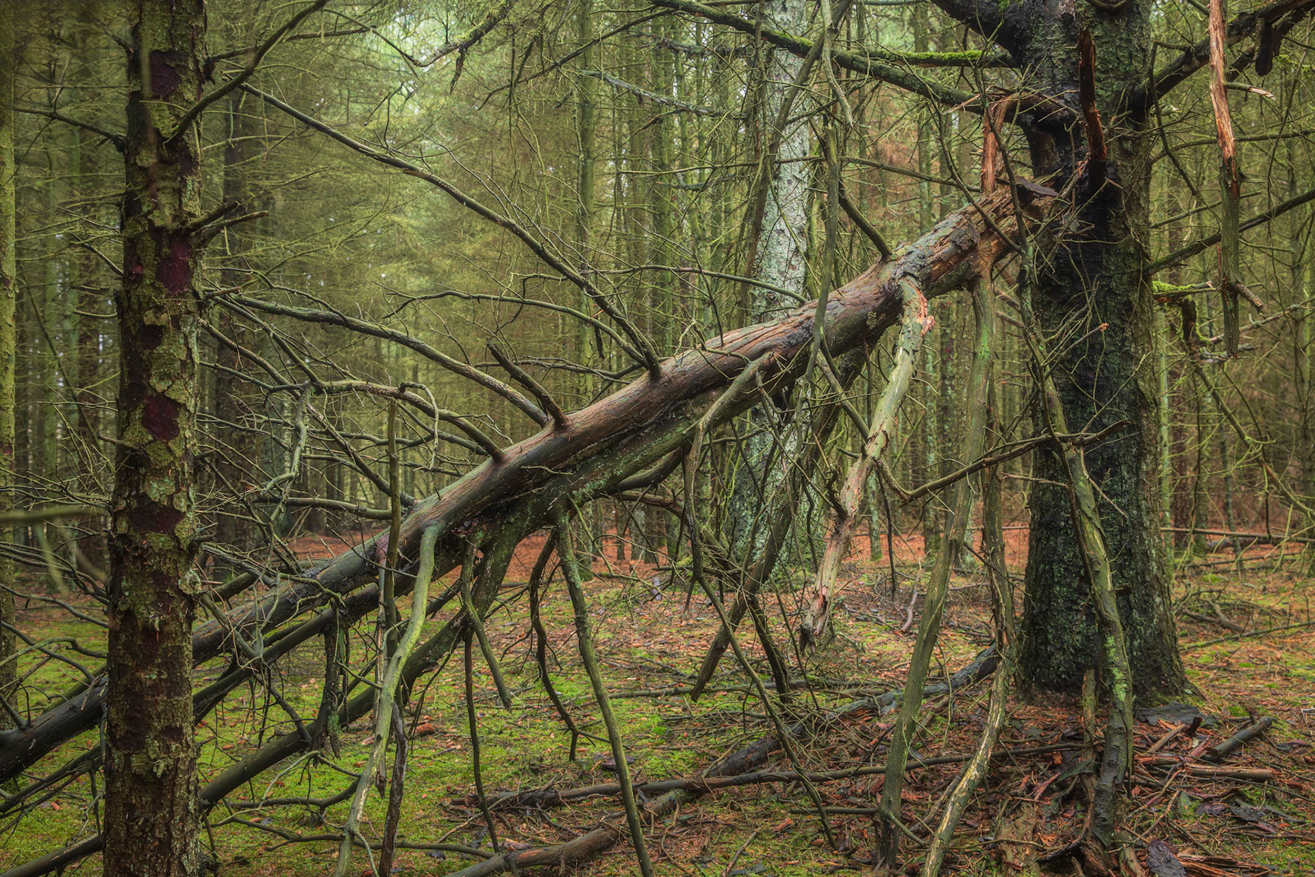 Bredmose, Denmark. April 2018