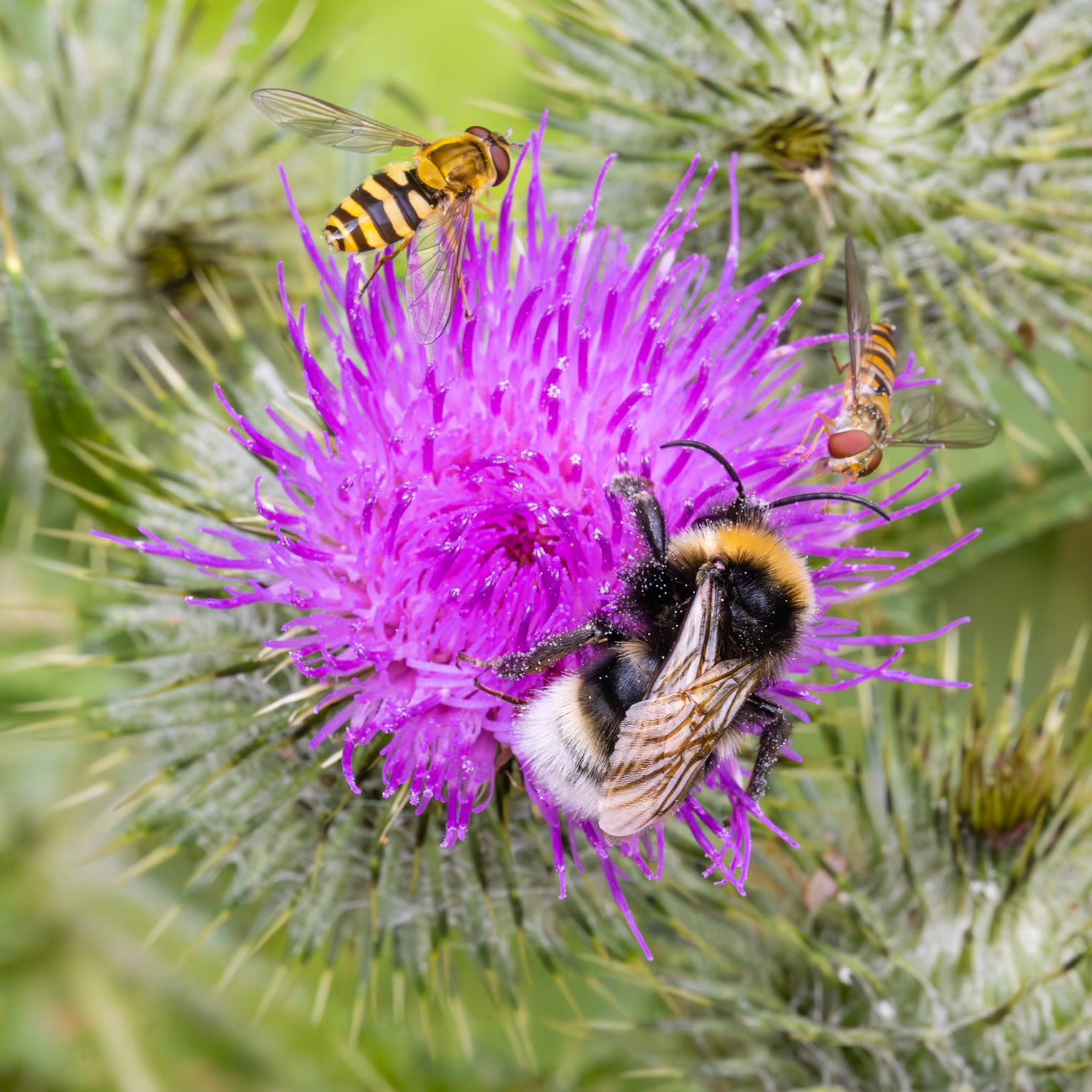 vestal cuckoo bumblebee