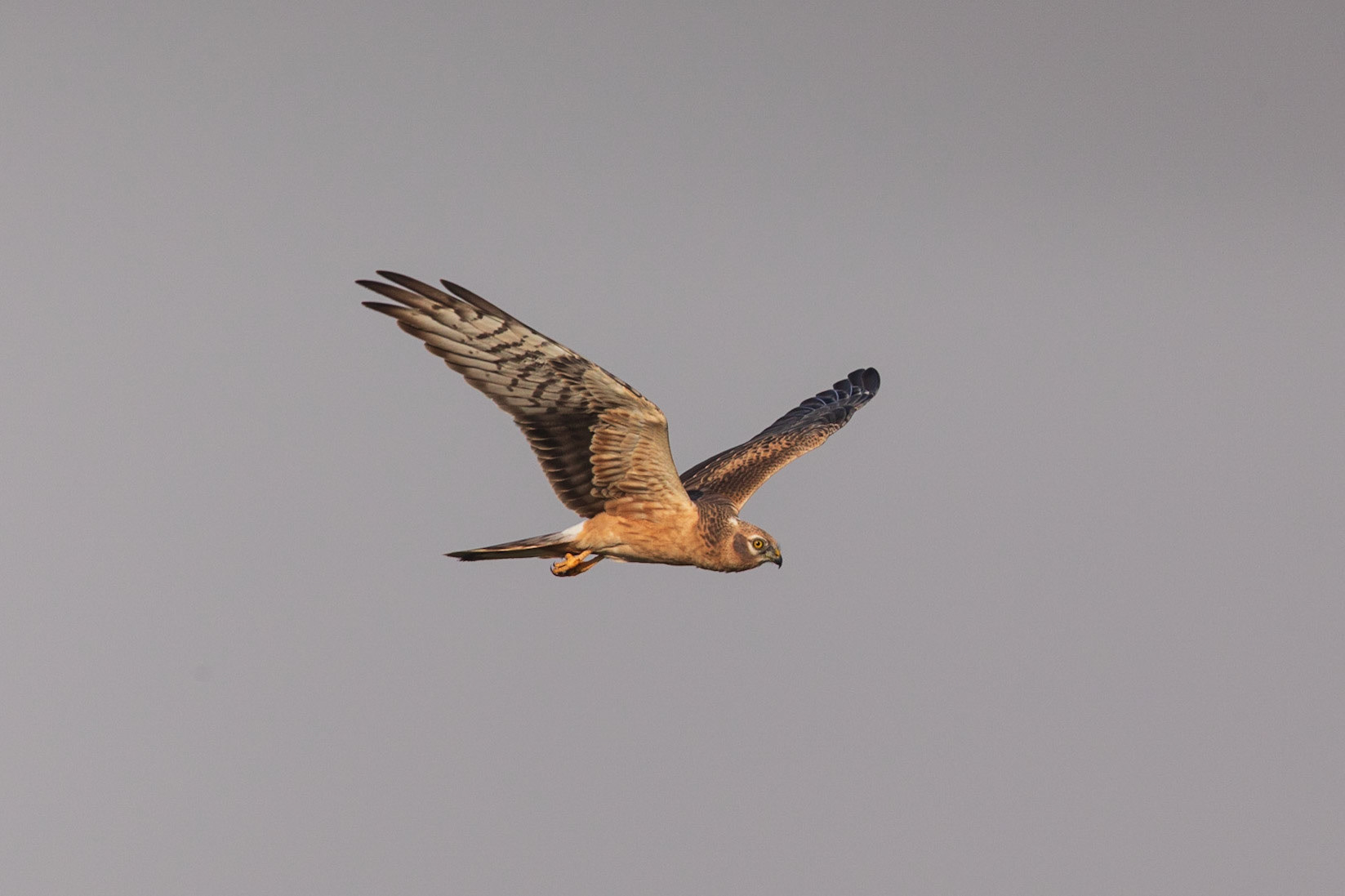 montagu's harrier