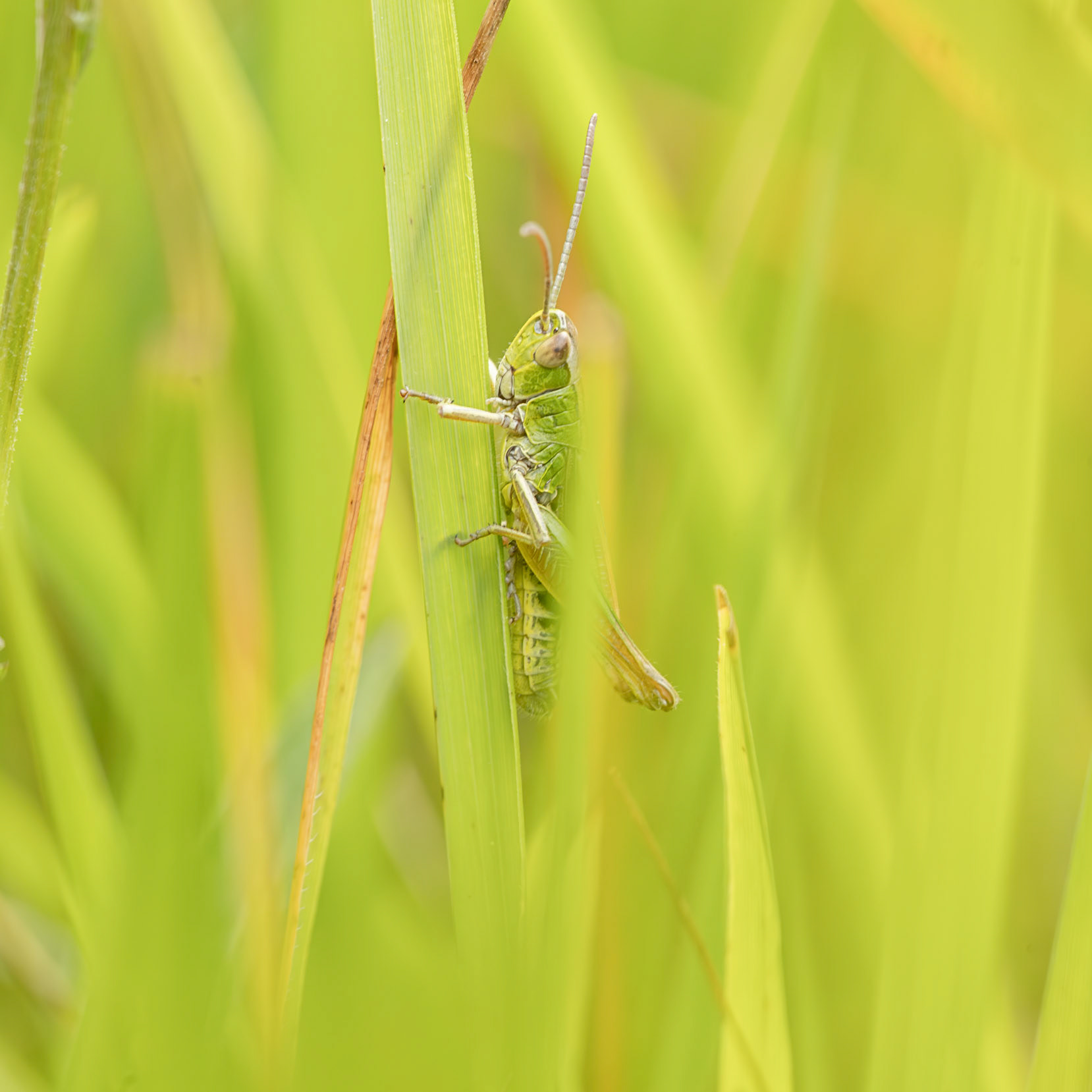meadow grasshopper