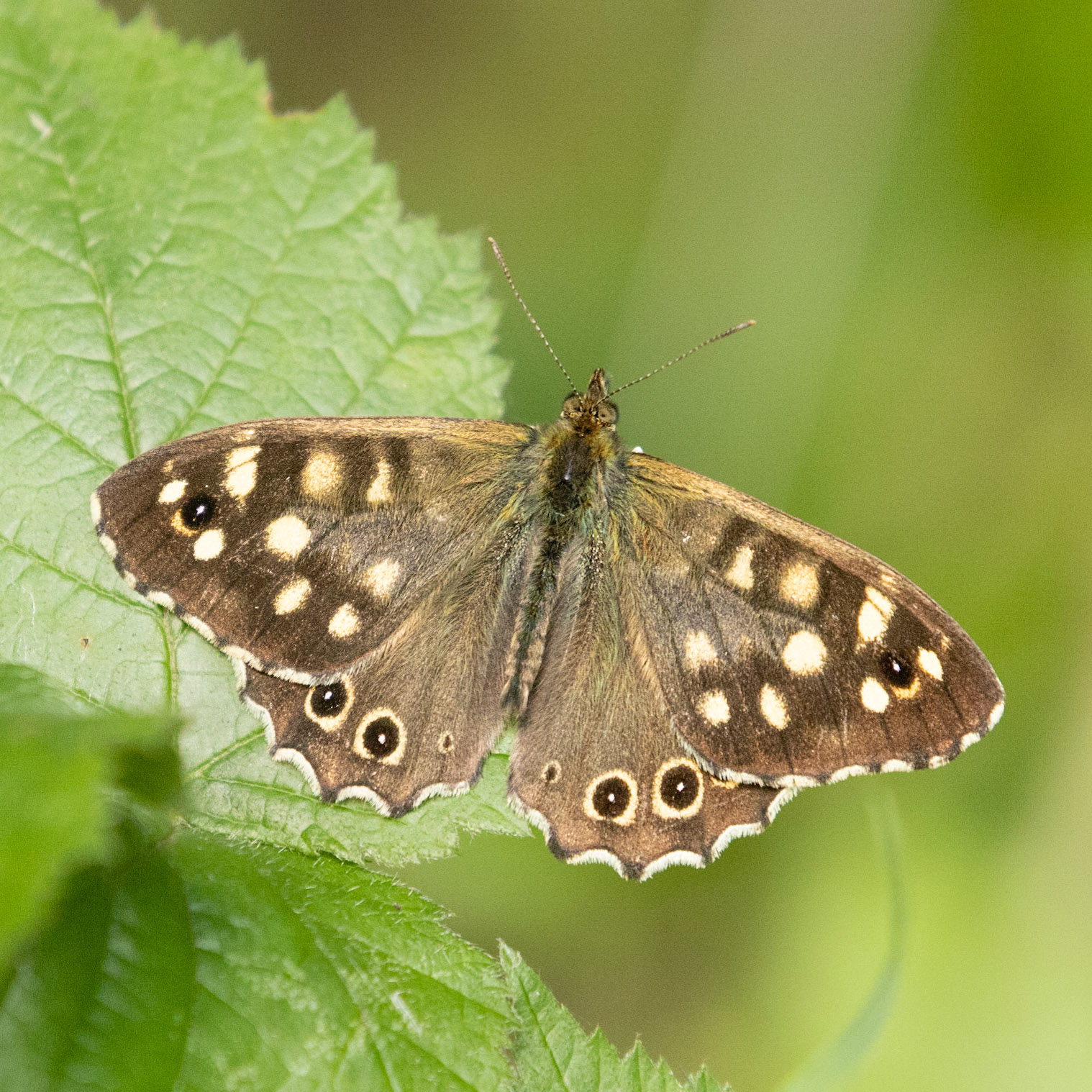 speckled wood butterfly