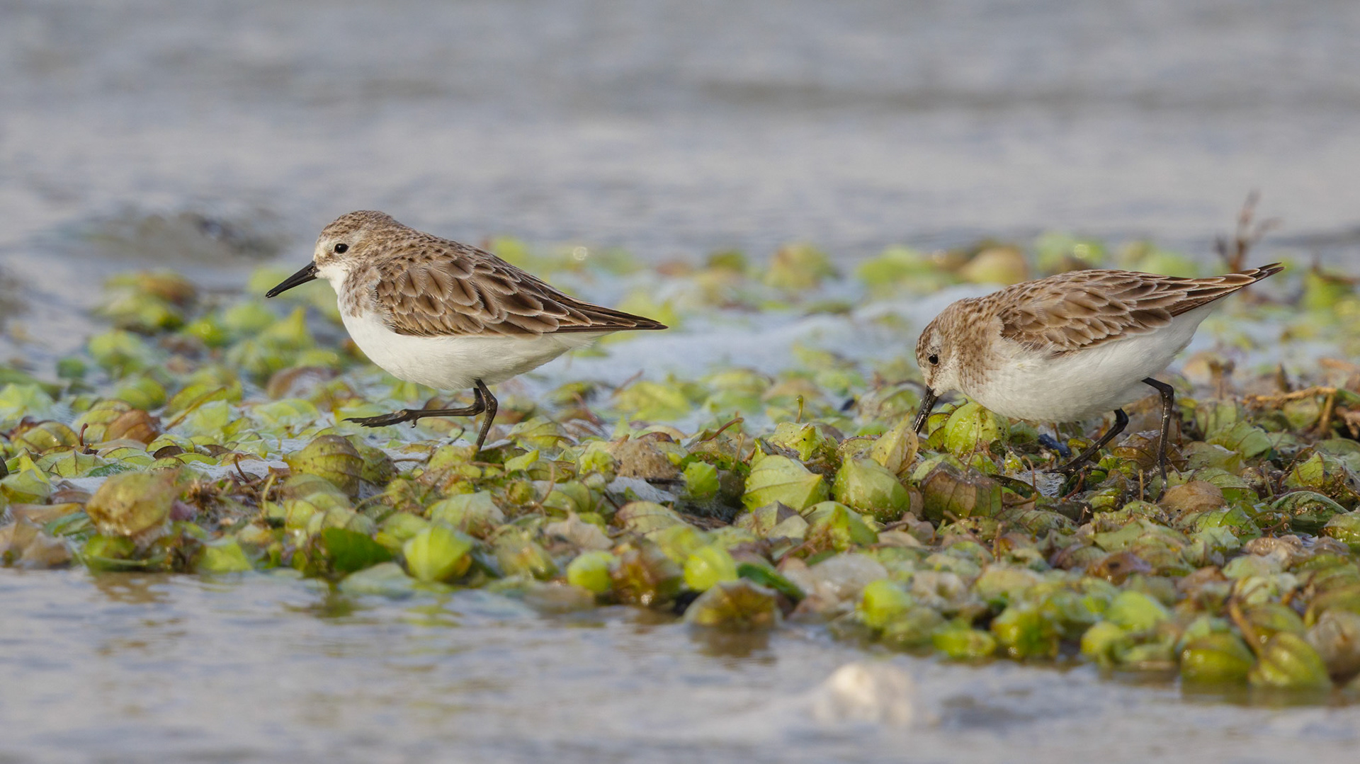 little stint