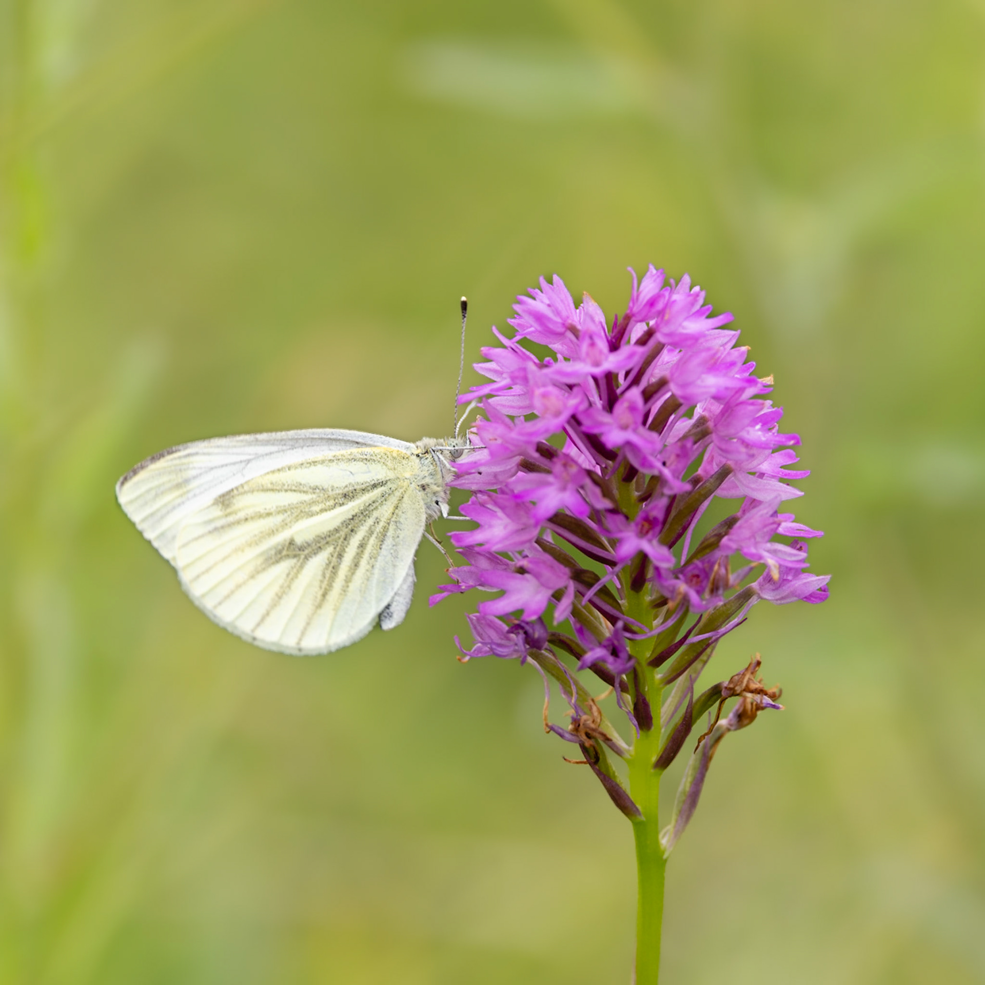 green-veined white butterfly