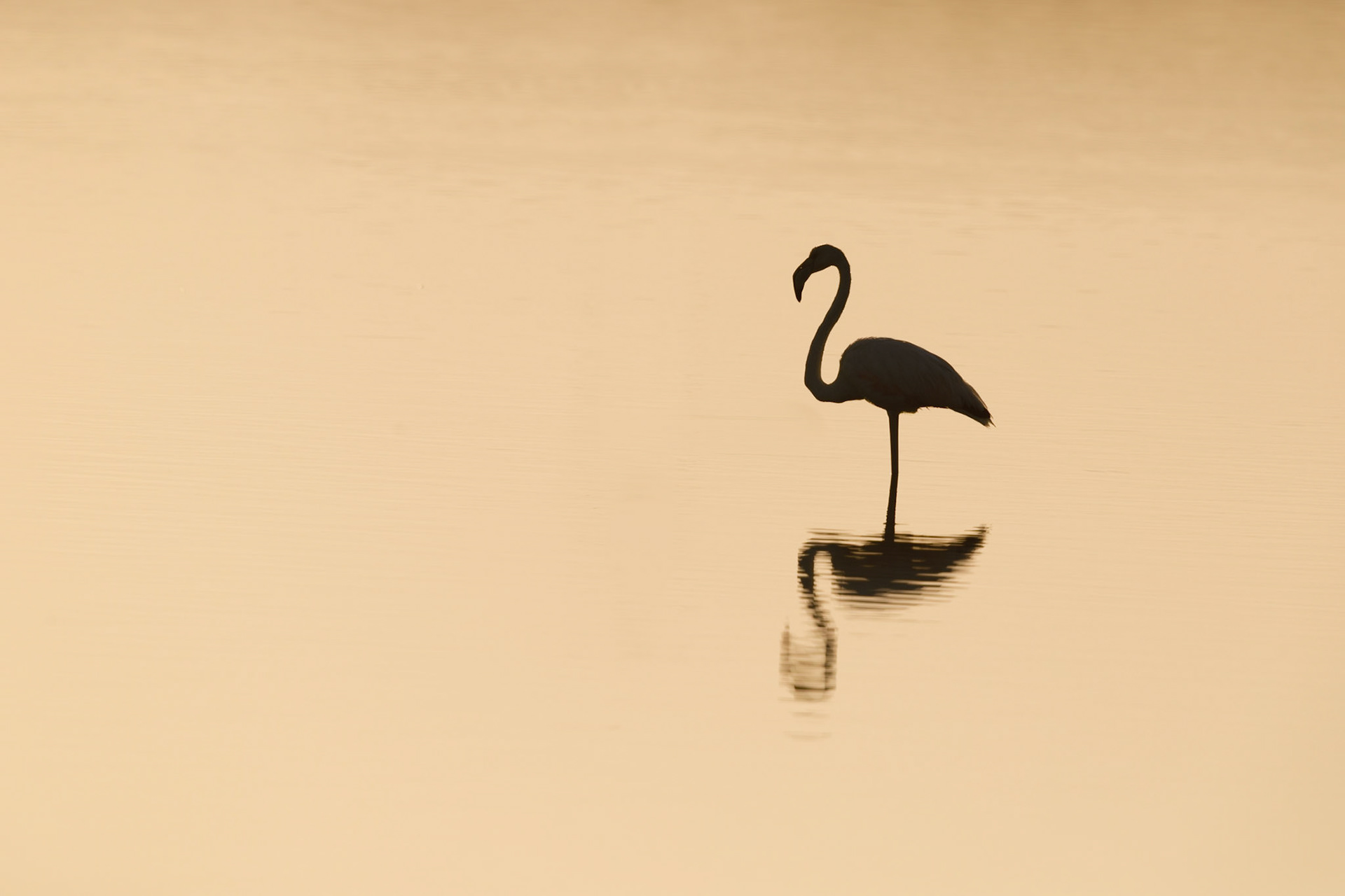 greater flamingo