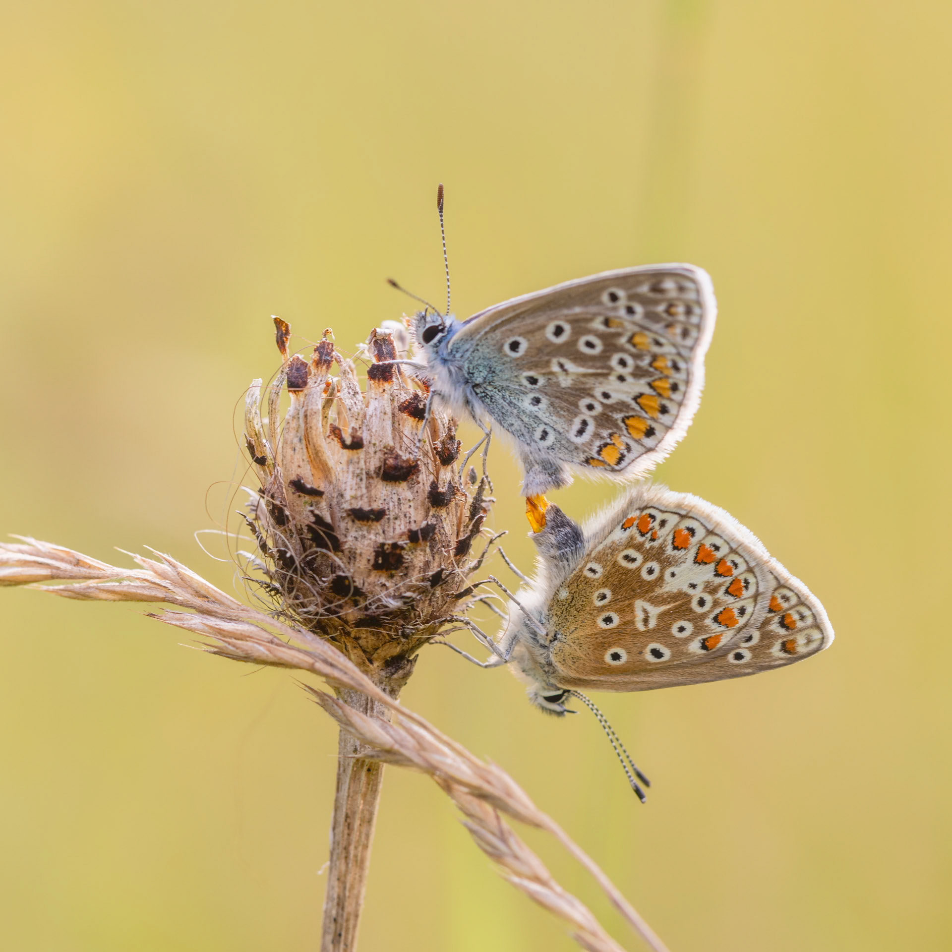 common blue butterfly