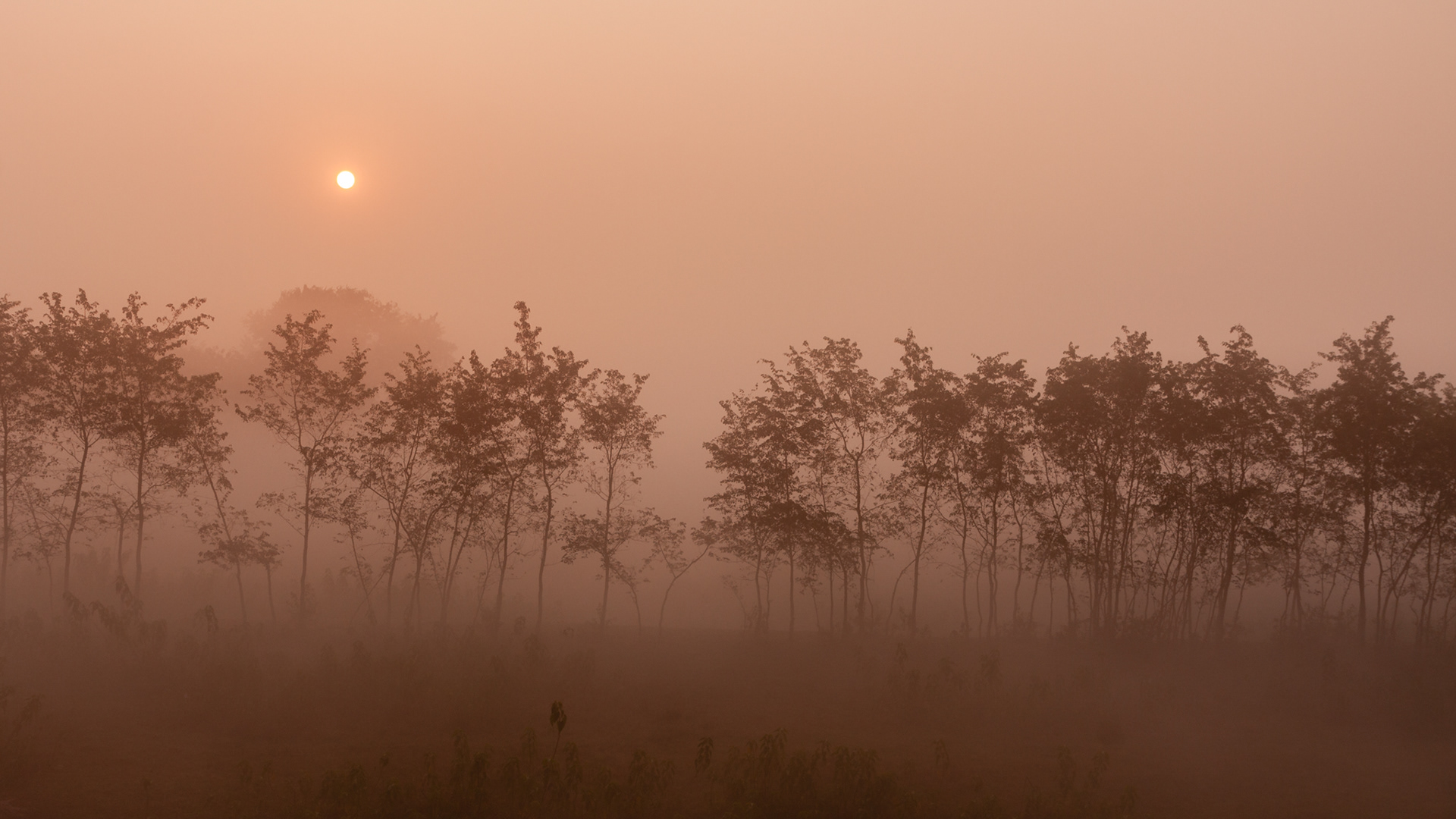 Koshi Tappu, Nepal. July 2009