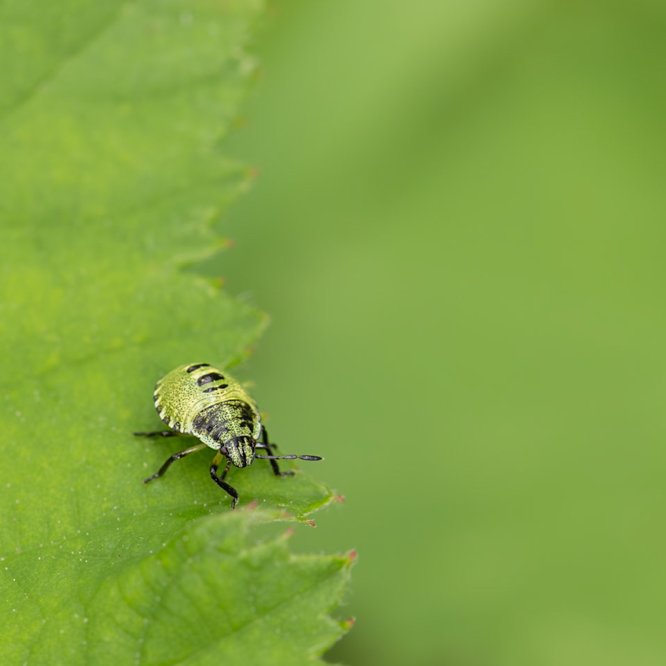 common green shield bug