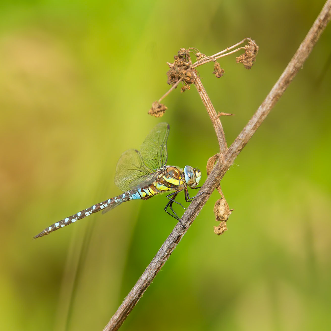 migrant hawker dragonfly