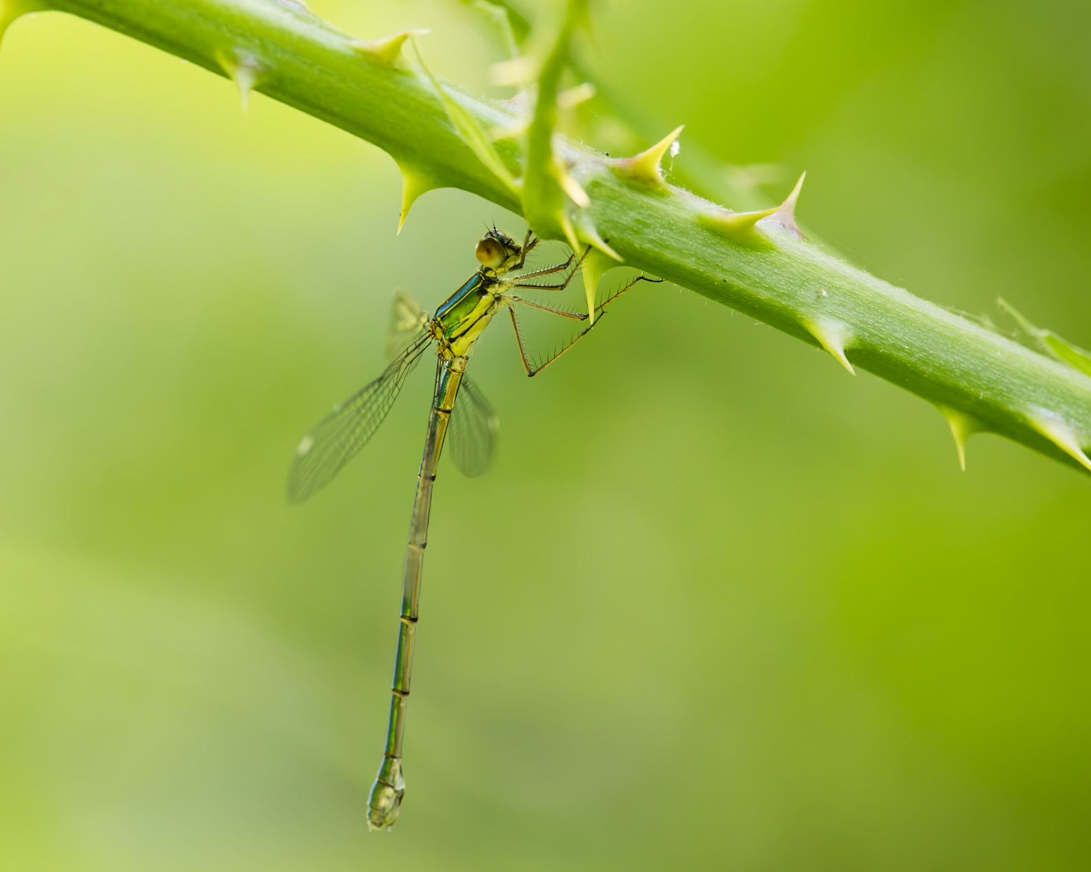 willow emerald damselfly