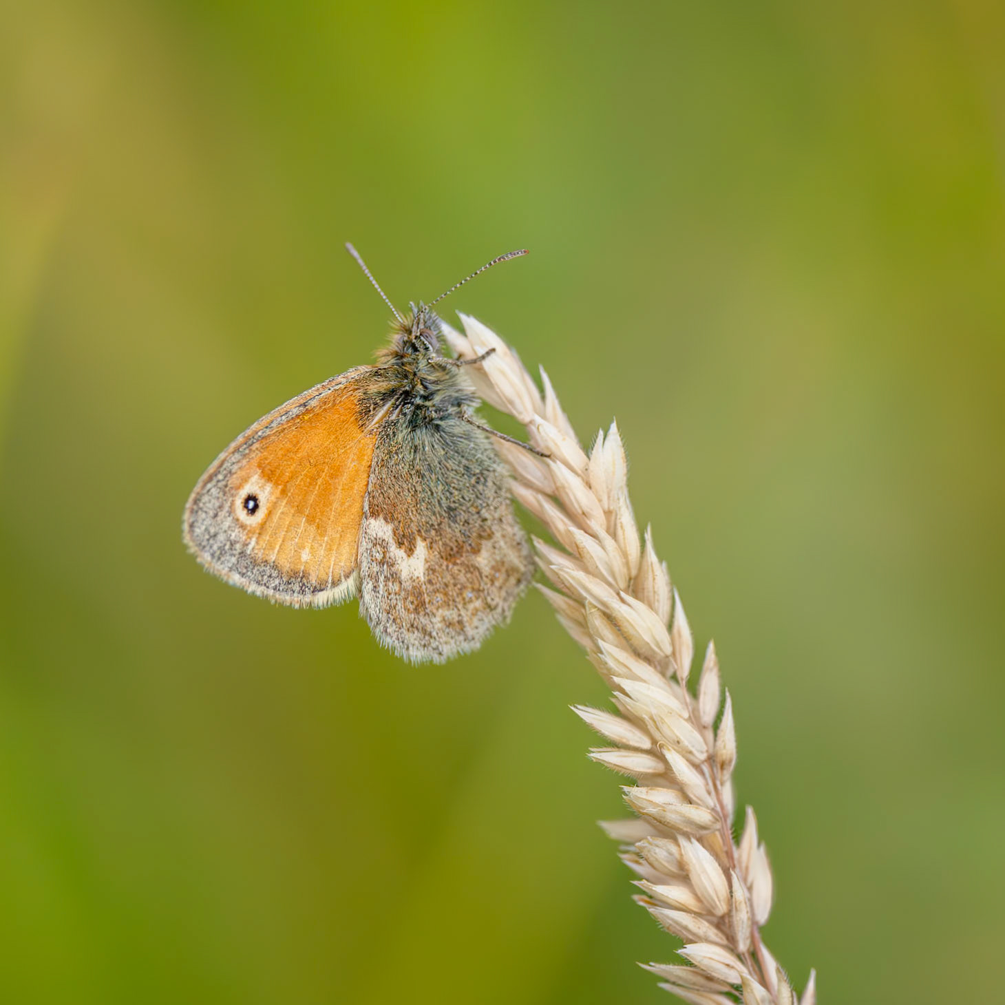 small heath butterfly