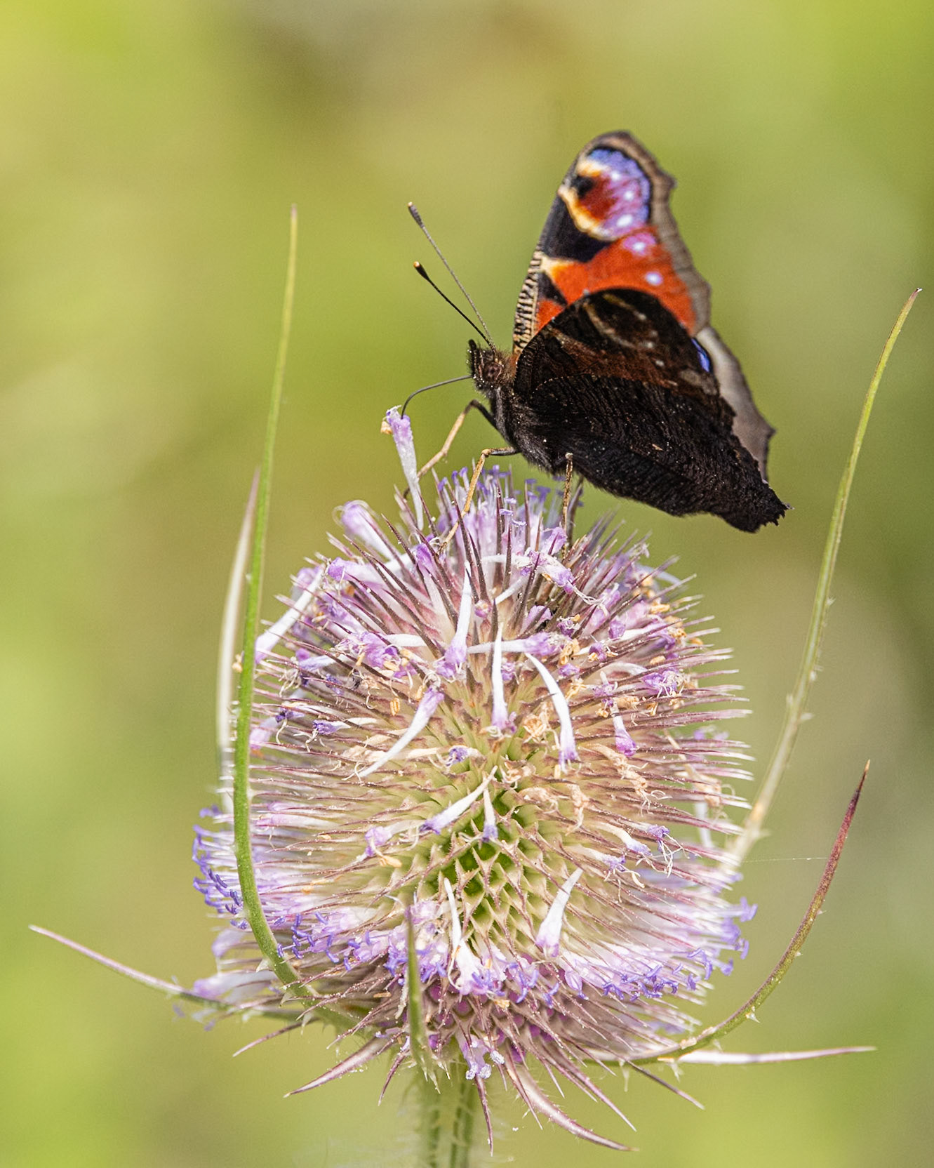 peacock butterfly