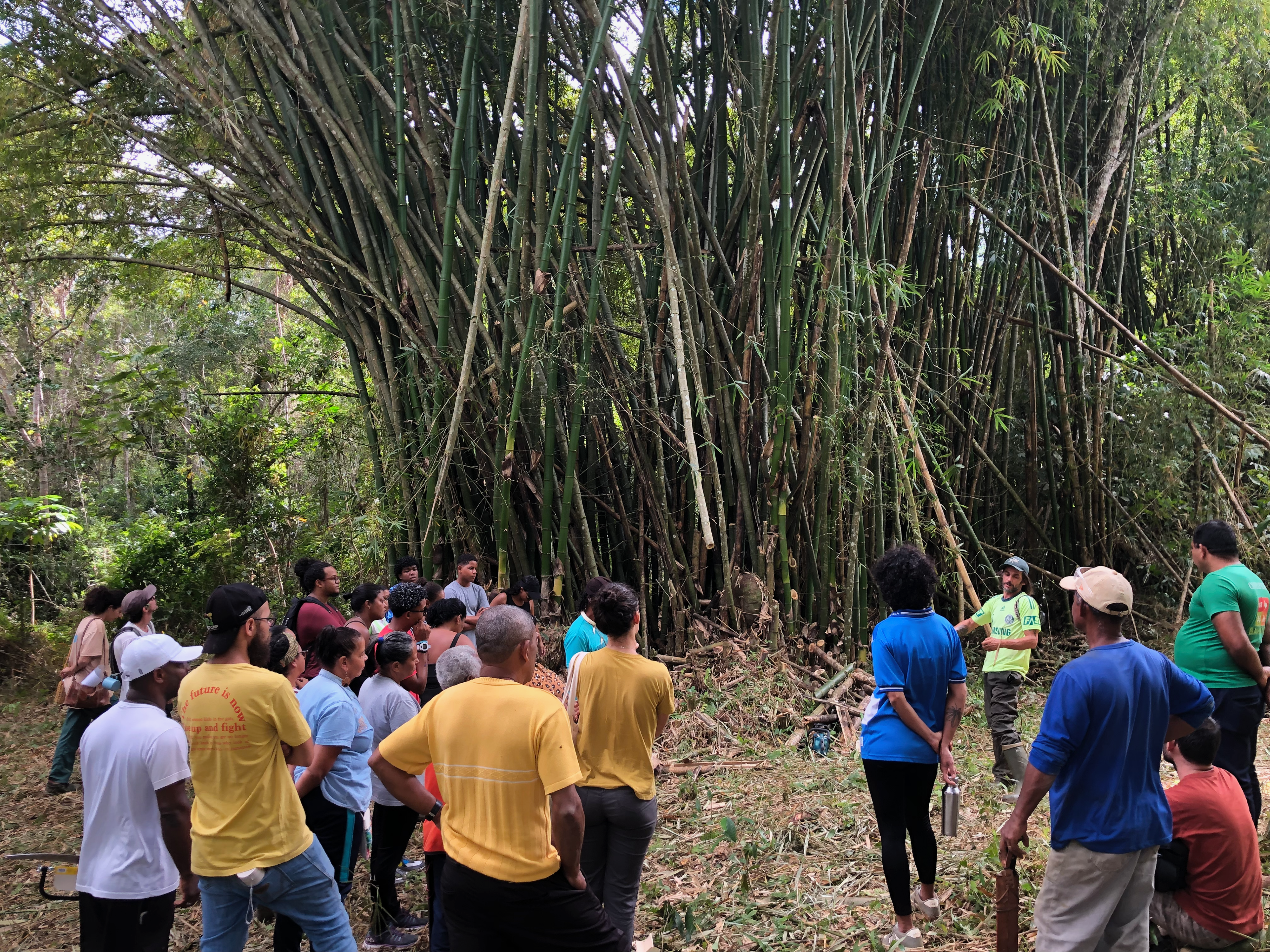 Aprendizados sobre manejo sustentável no Bambuzal