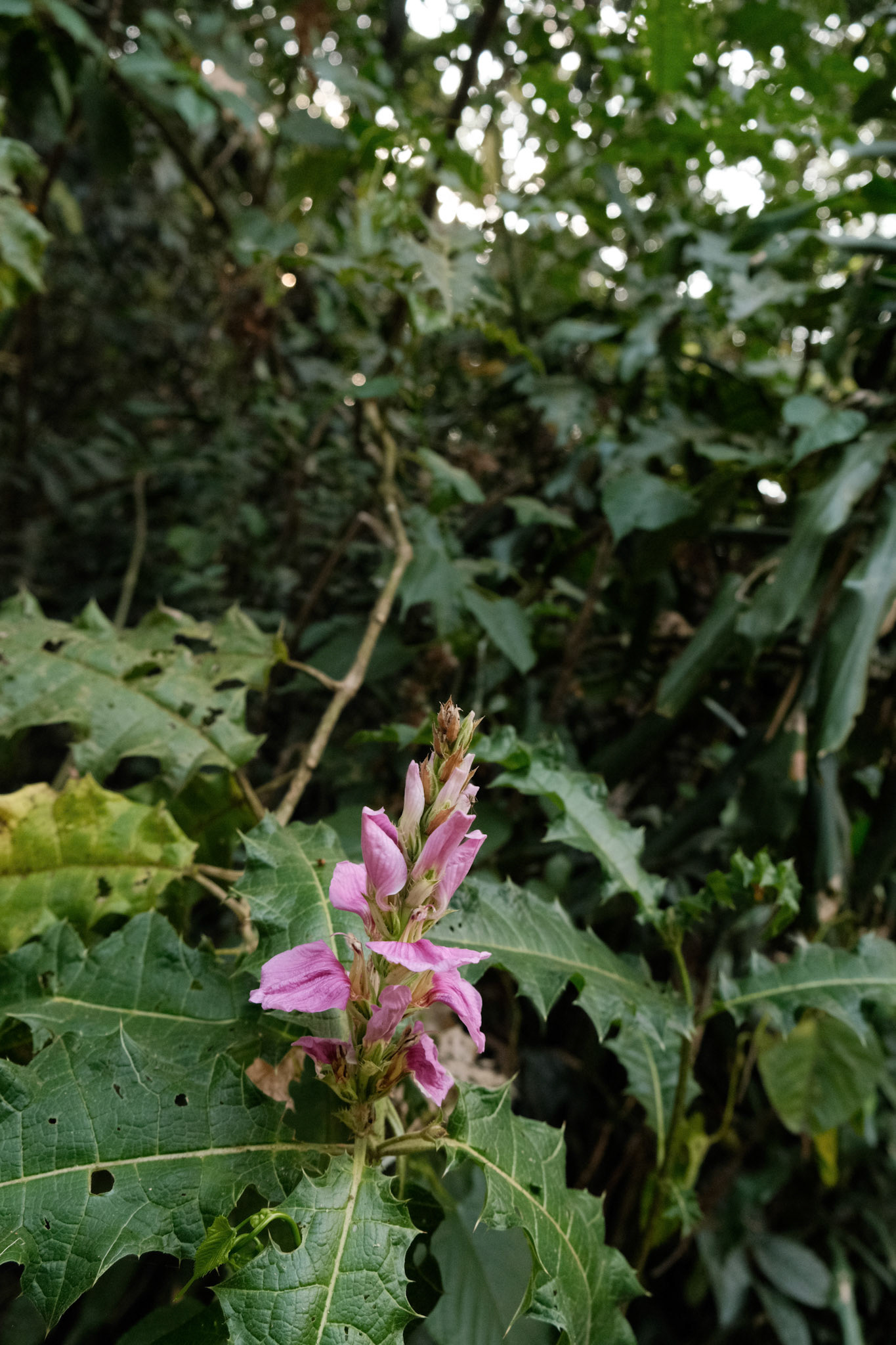 Acanthus plant
