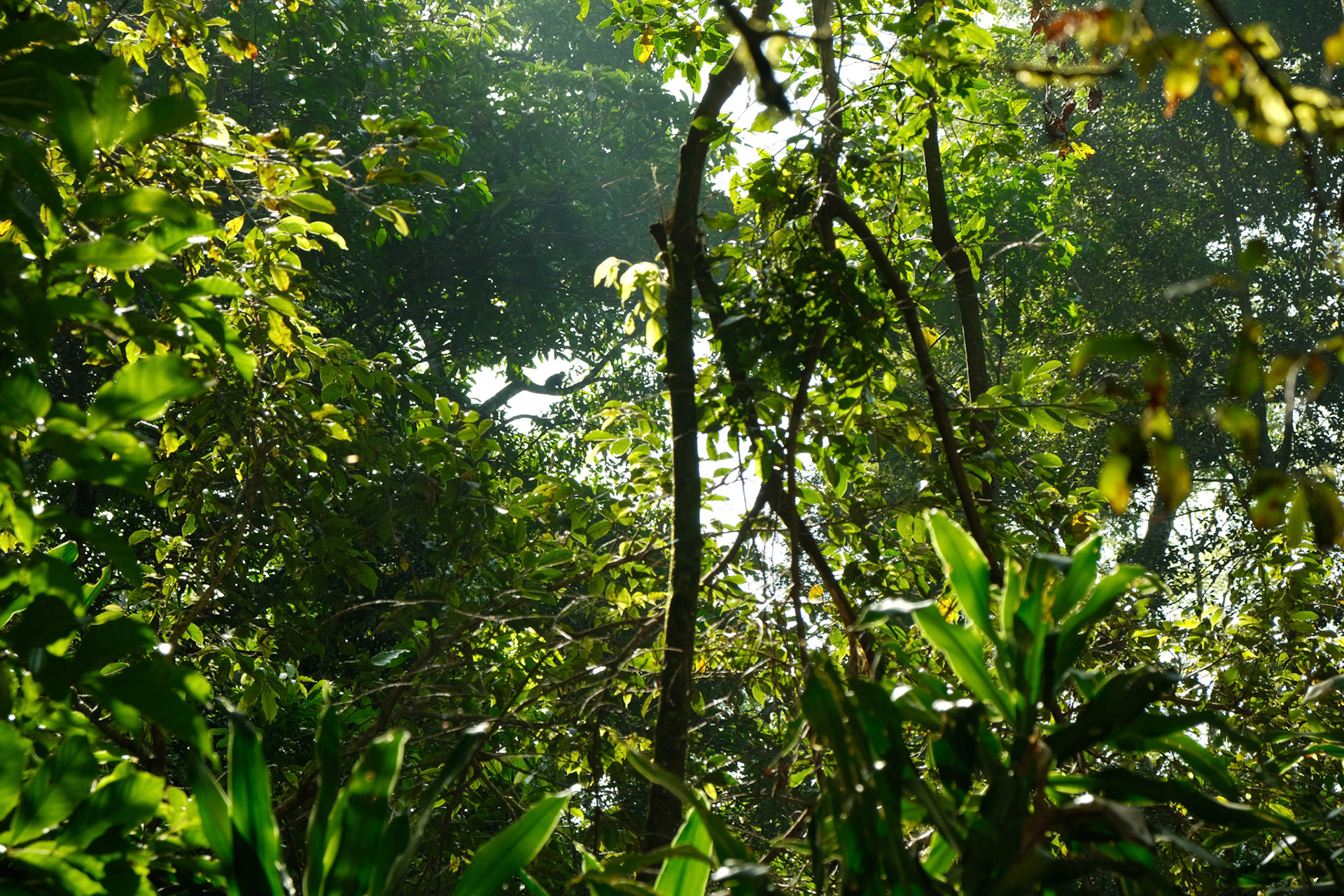 Dense and diverse canopy of the forest