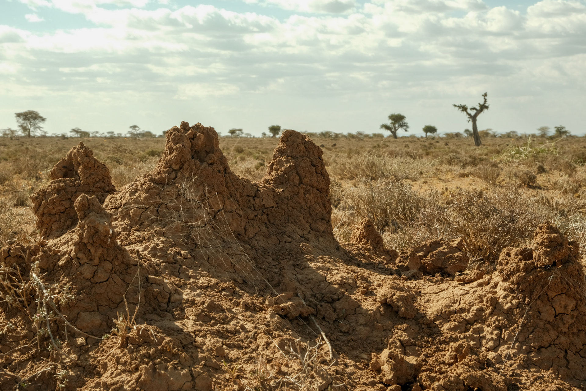 Anthill in a dry landscape