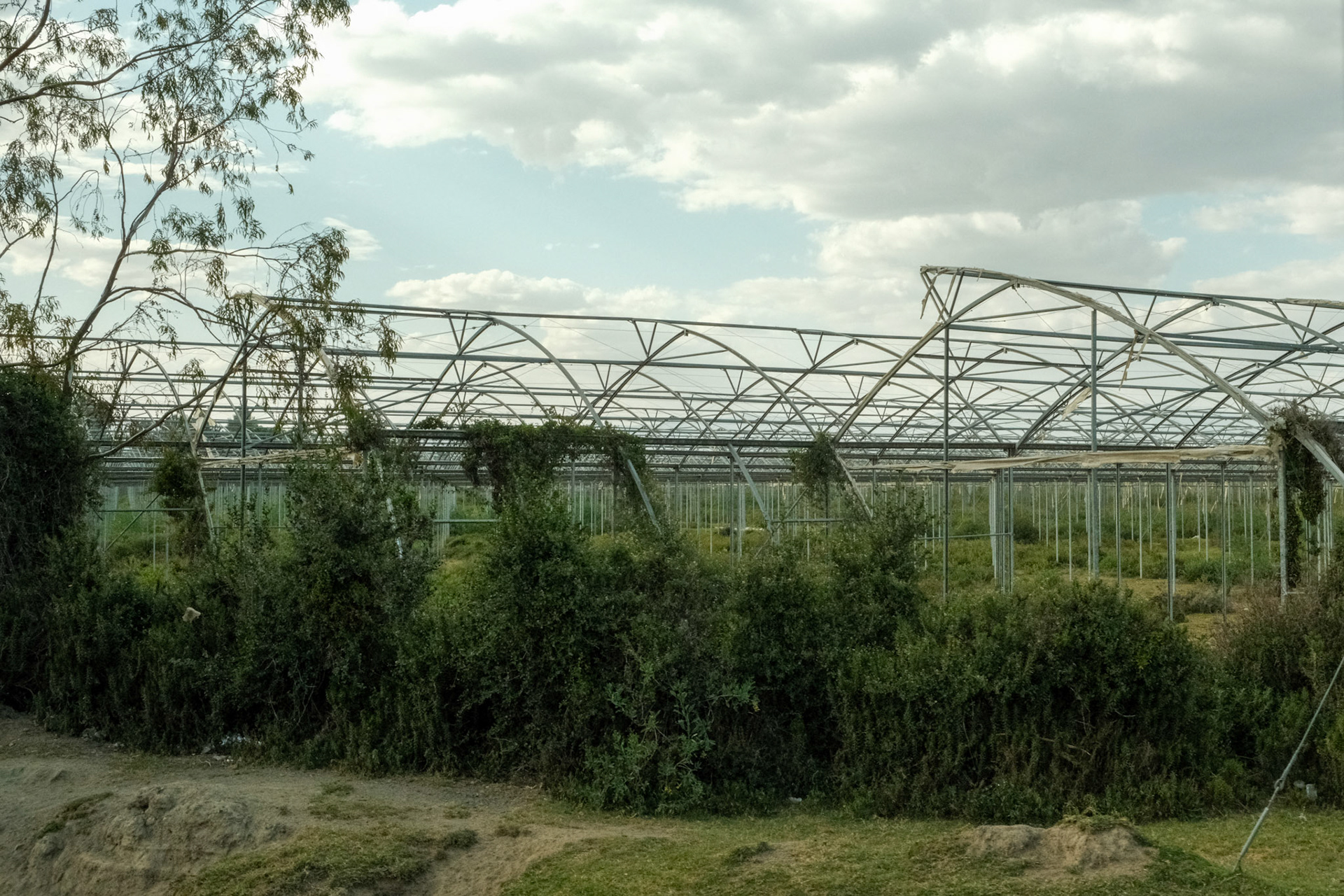 Abandoned flower farm