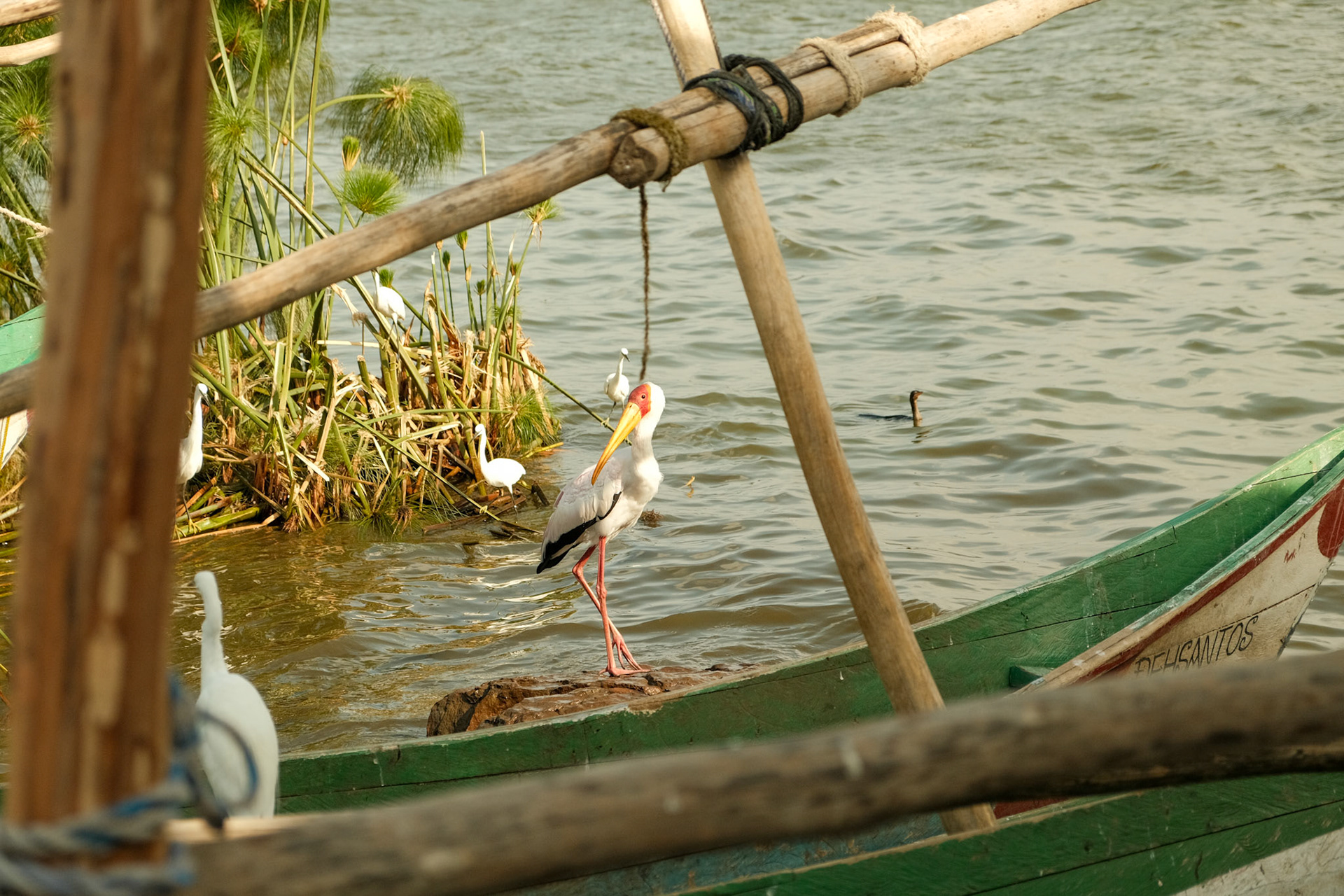 yellow-billed stork (Mycteria ibis)