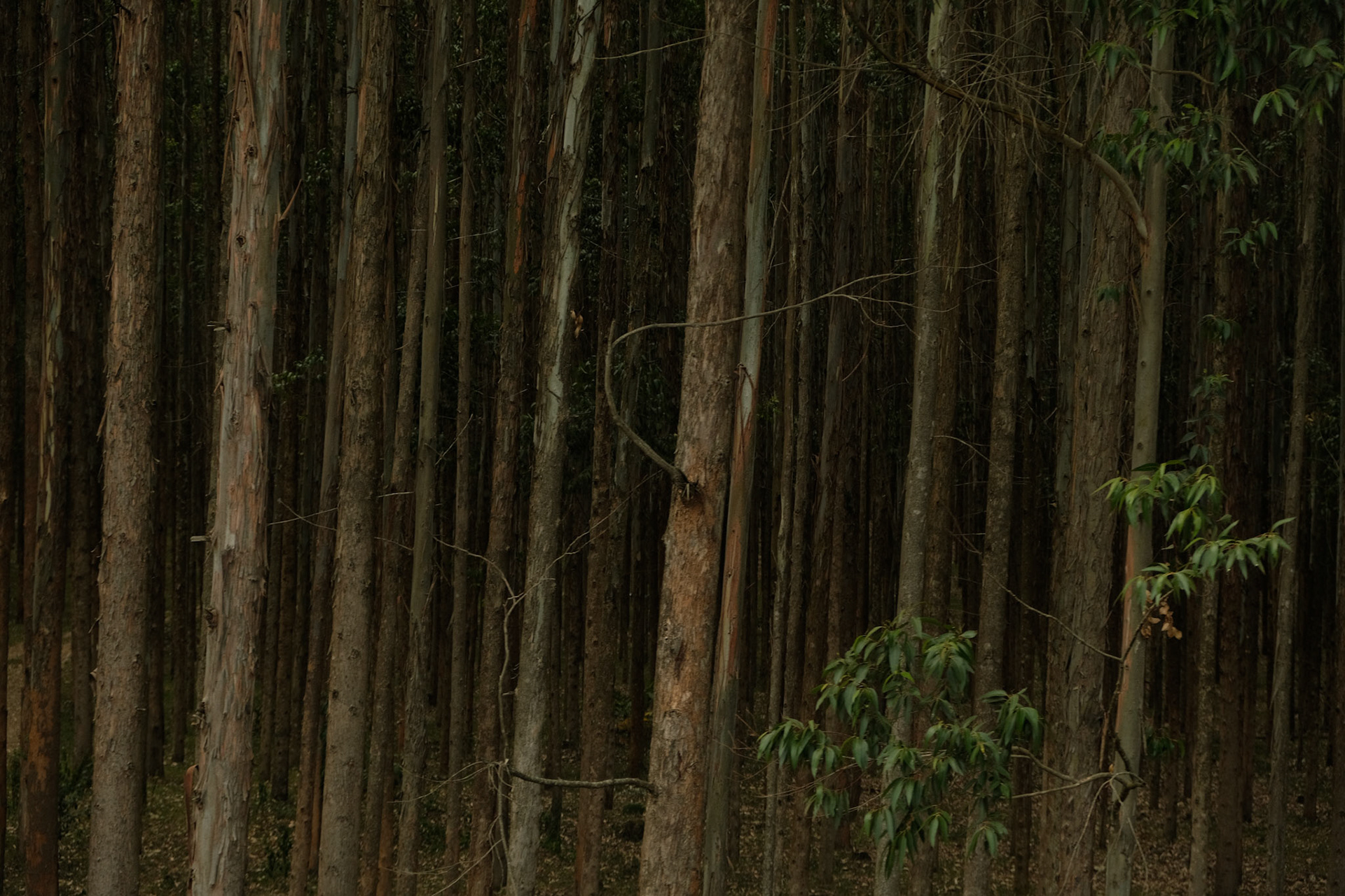 Eucalyptus trees are used as firewood and construction materials