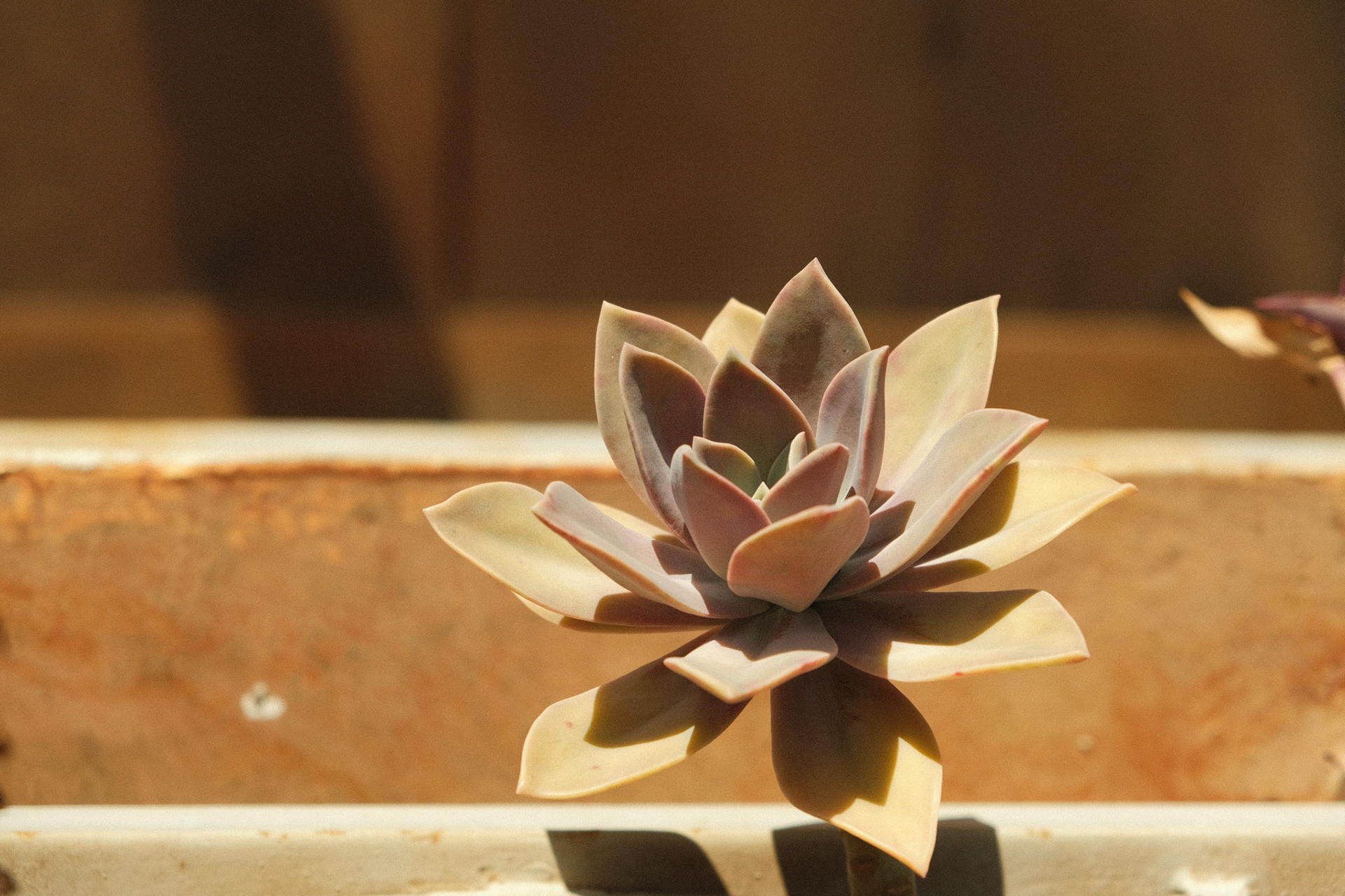 Succulent plant