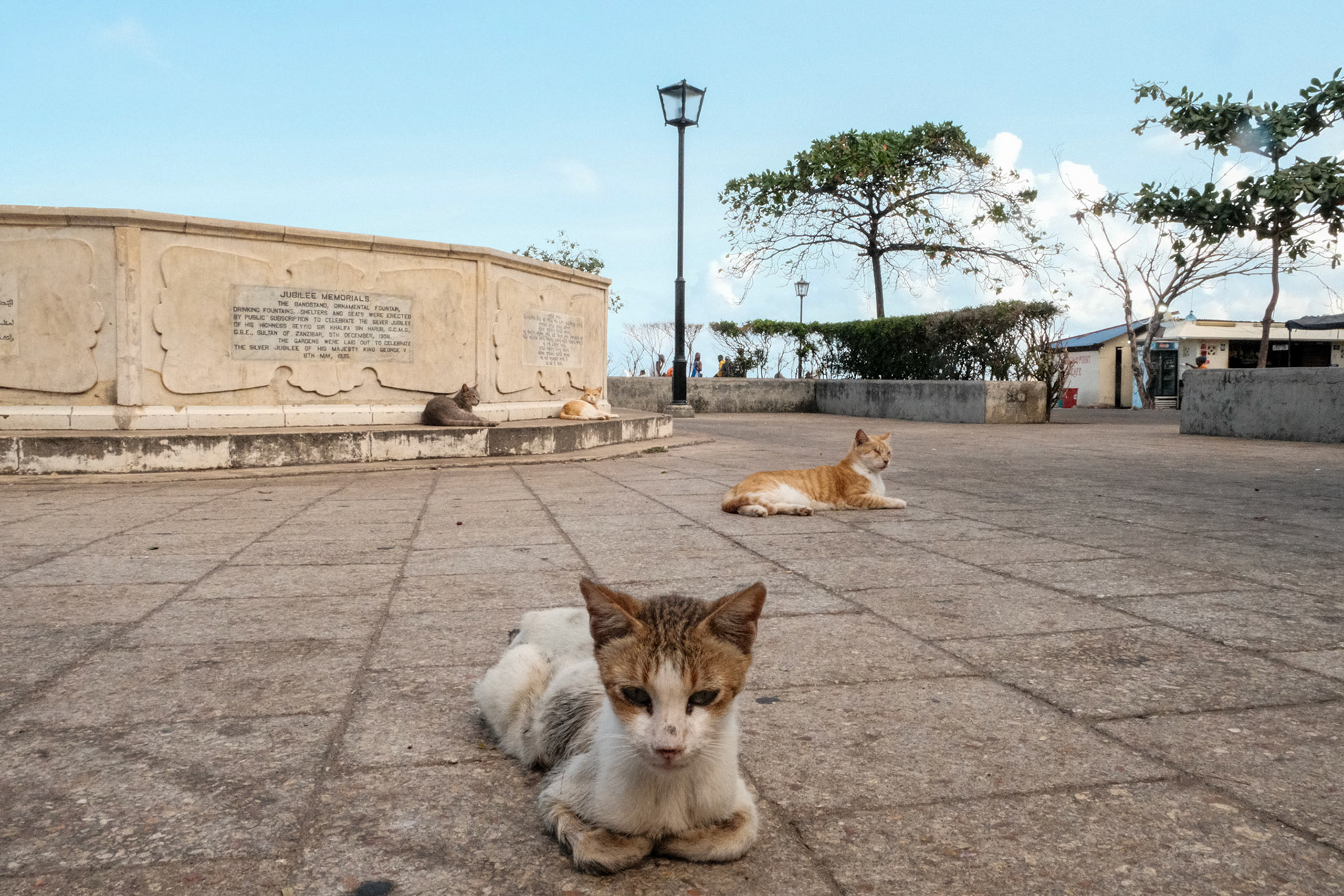 The streets of Stone Town are filled with stray cats