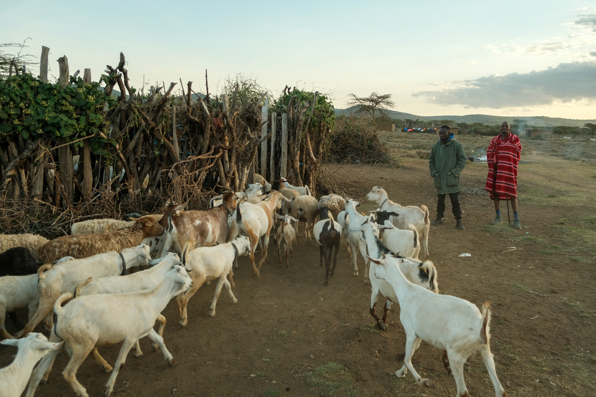 The goats are herd in their pen for the night to protect them from predators like hyenas