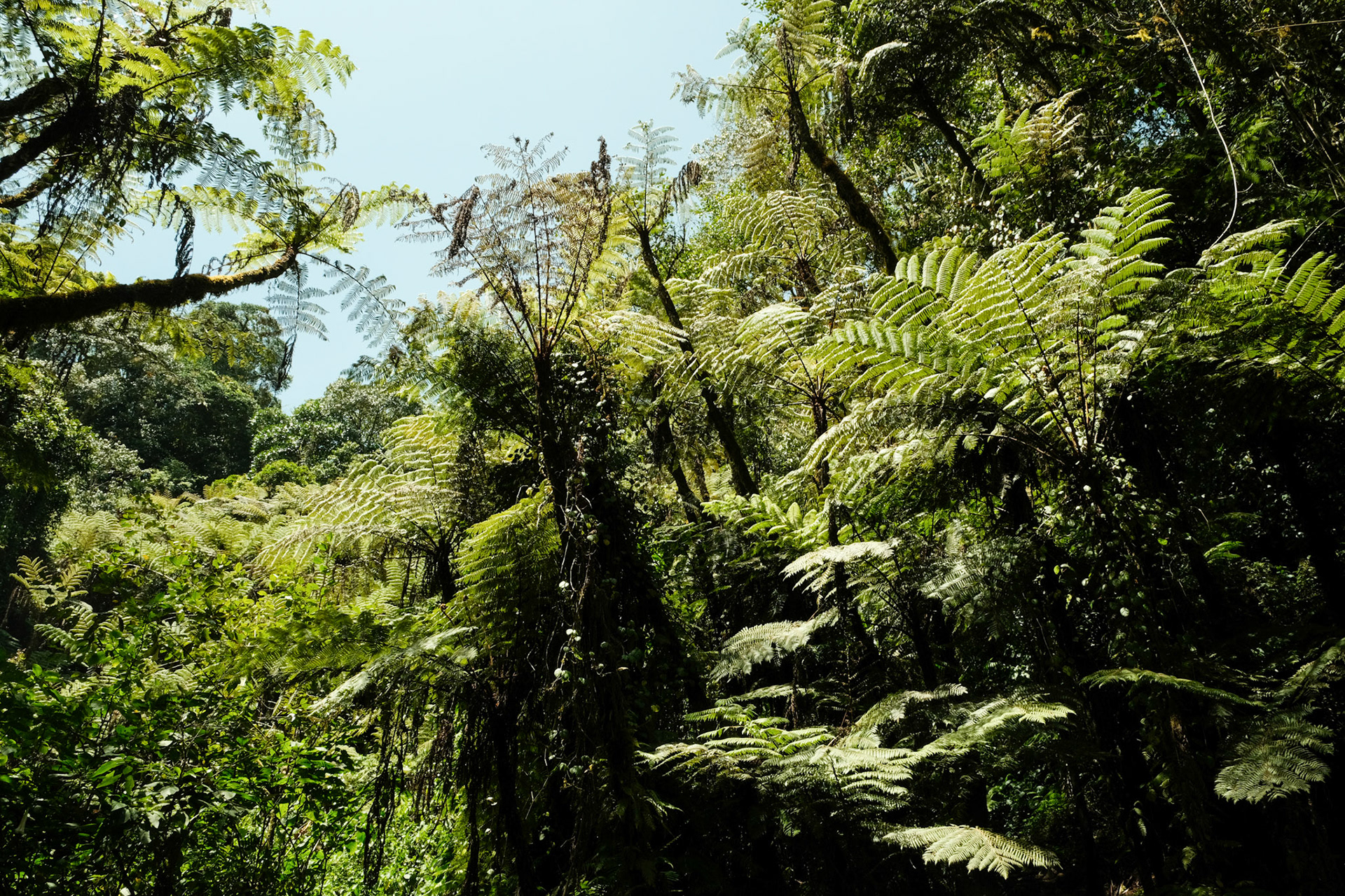 Dense vegetation at the base of Mount Kenya