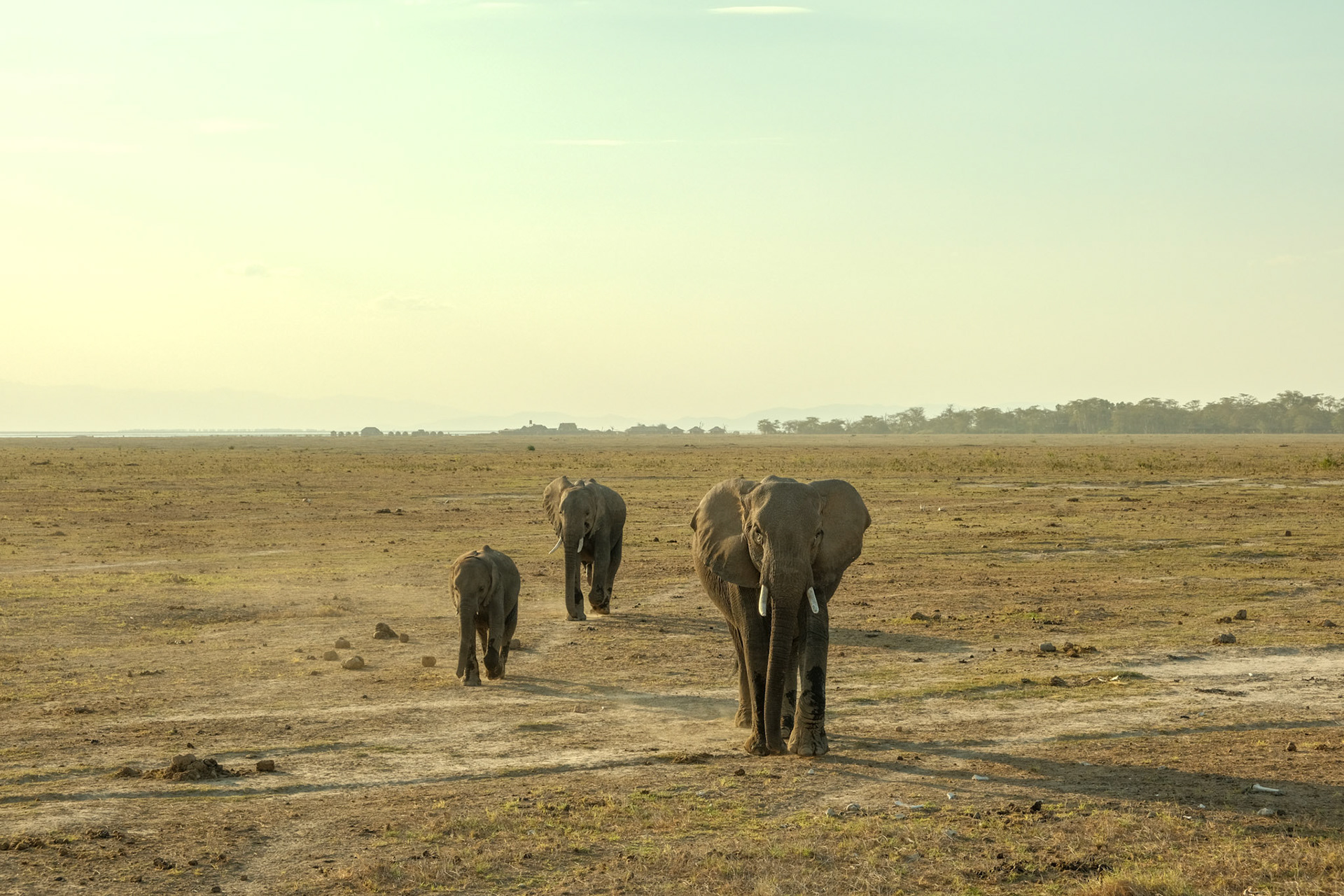 Elephant mother with offspring