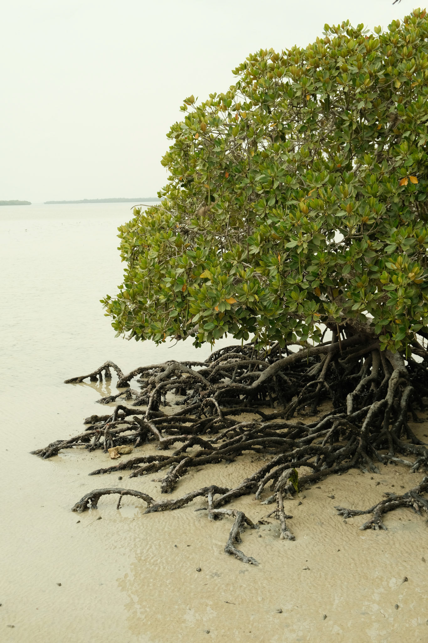 Mangrove tree on low tide