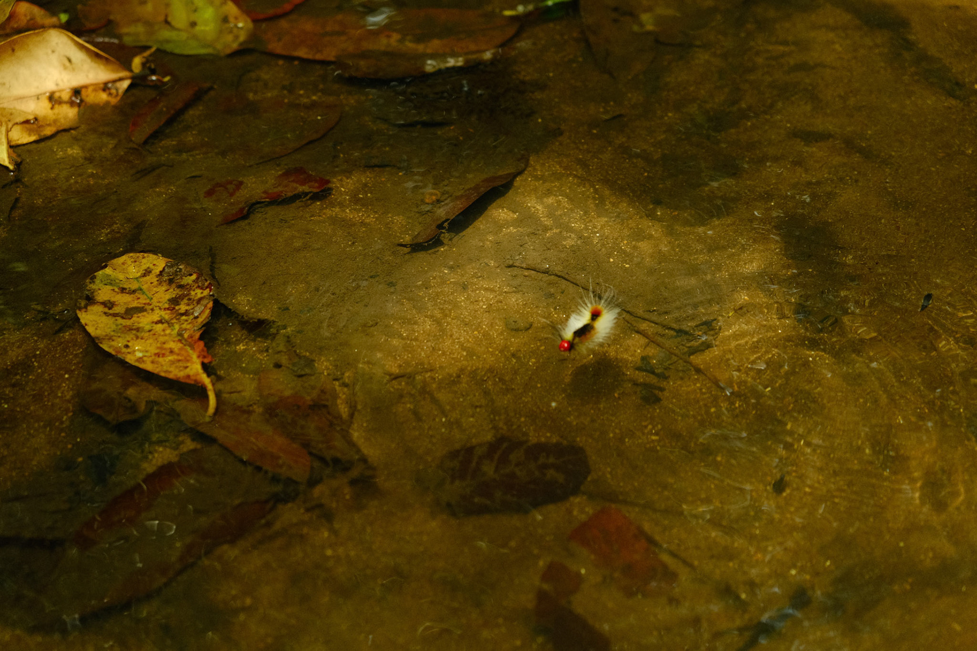 Caterpillar floating down the stream
