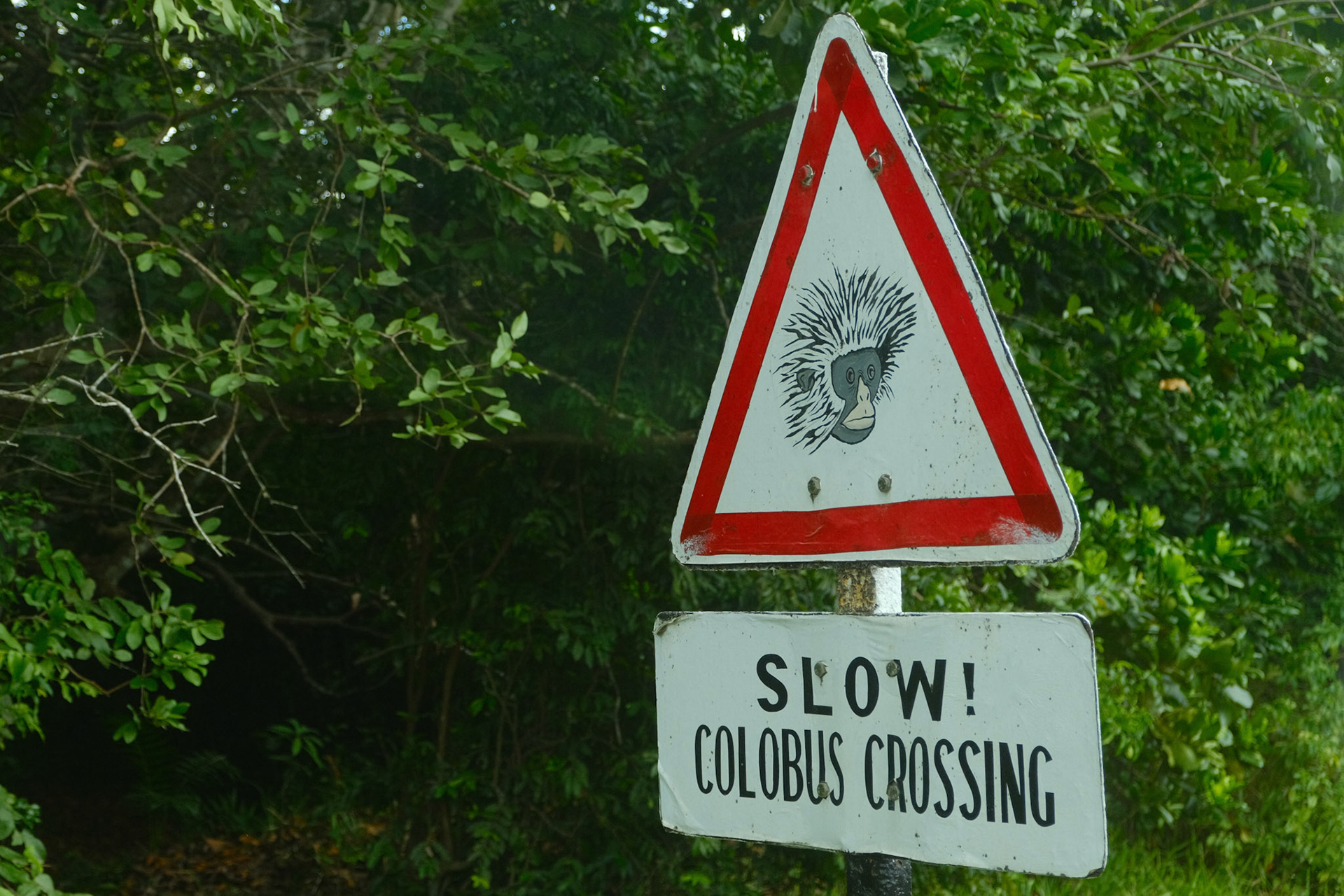 Zanzibar red colobus are endemic to this island