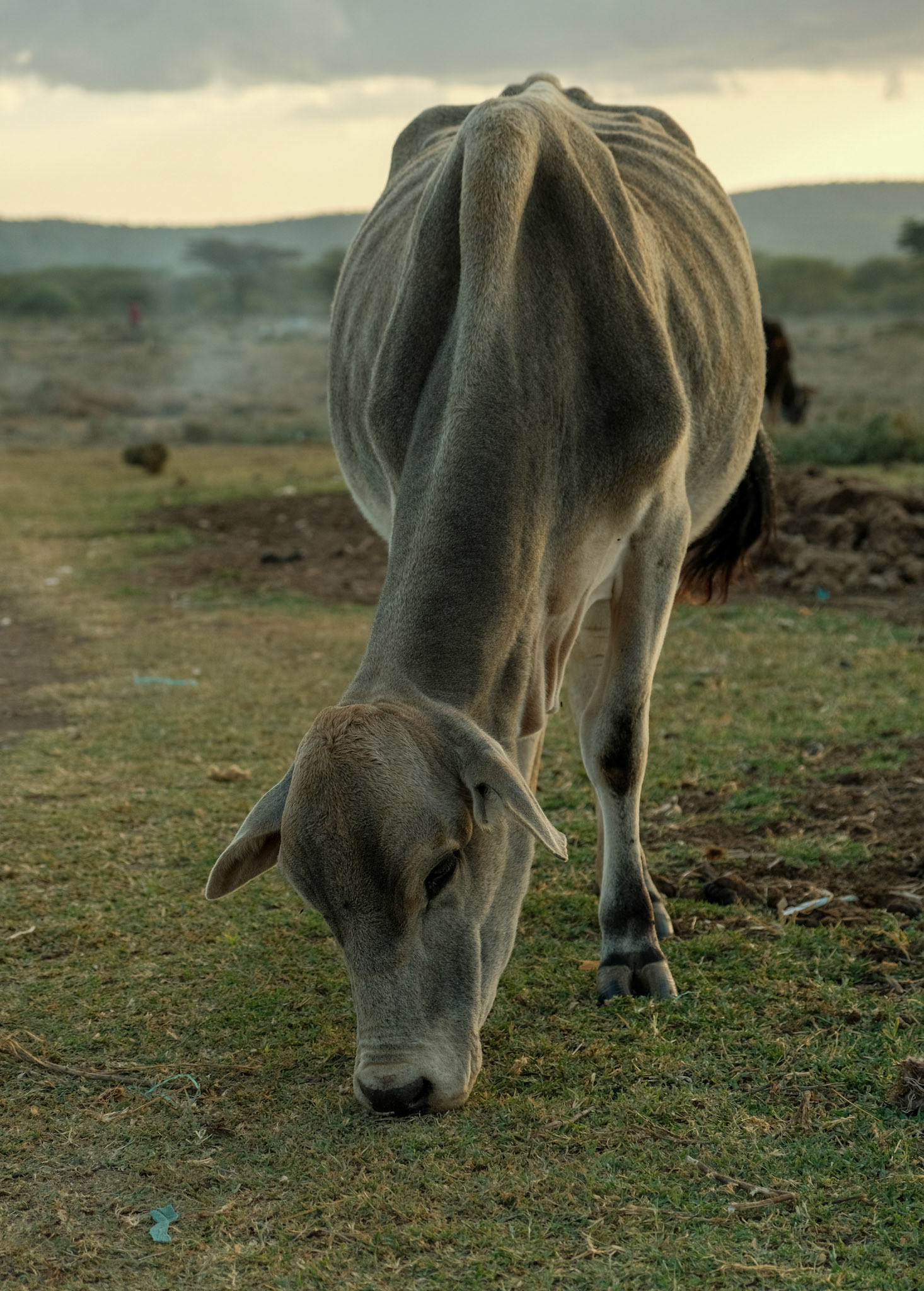 Cows here are geting skinny. They loose value and are not enough income for pastors anymore.