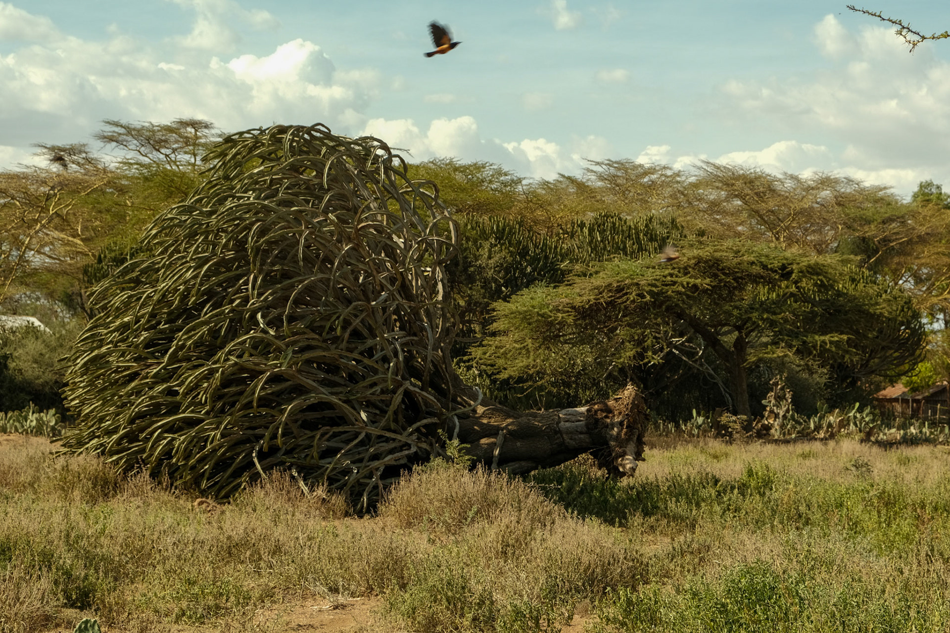 A tree propably uprooted by a wind gust.