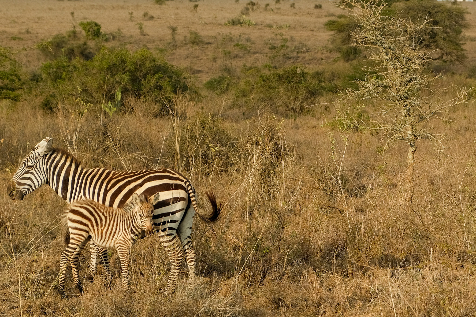 Zebra baby with its mom
