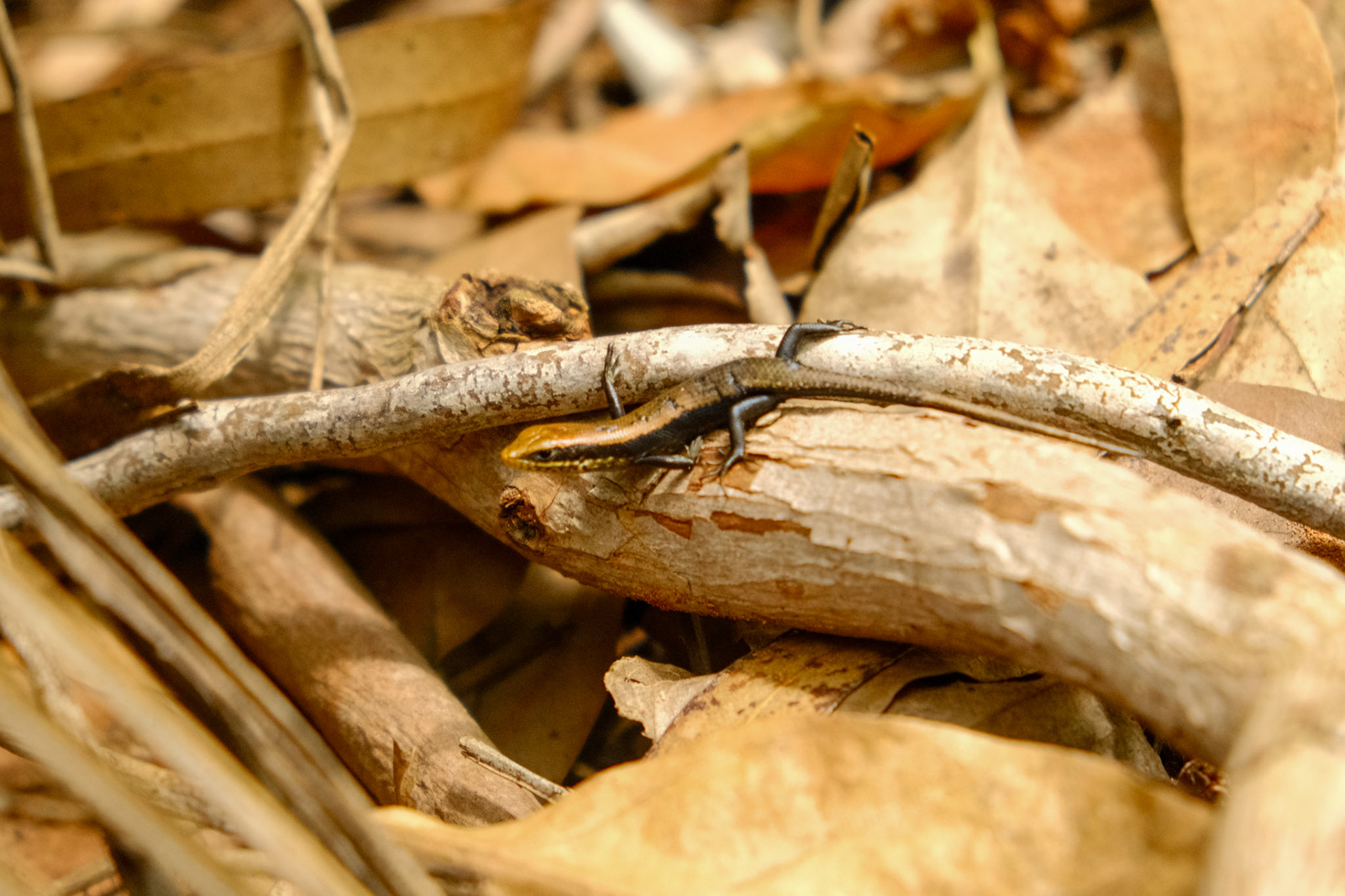 Skink, Unguja