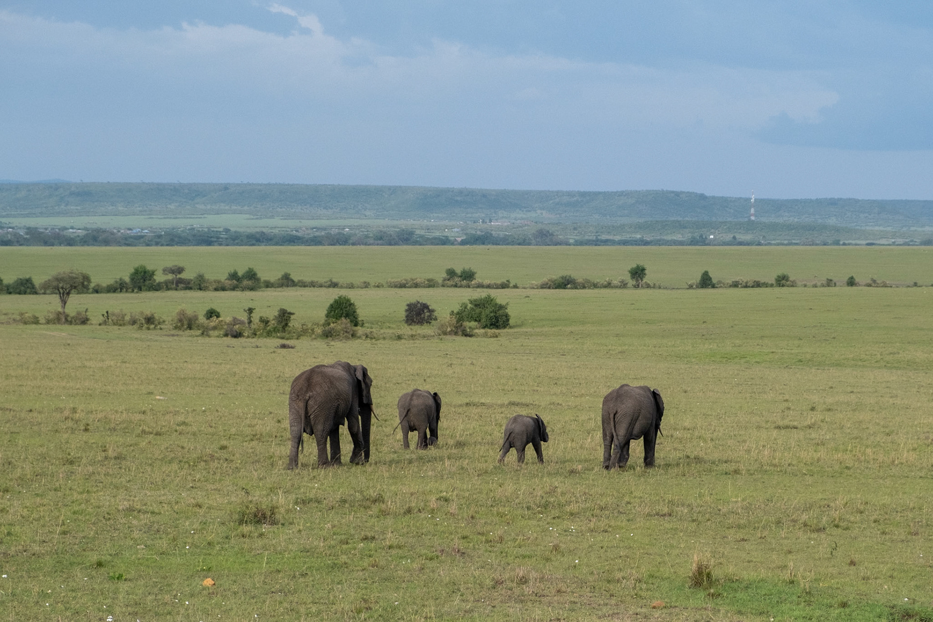 Elephant family